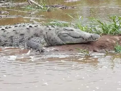 Other Animals in Iguanitas Lodge