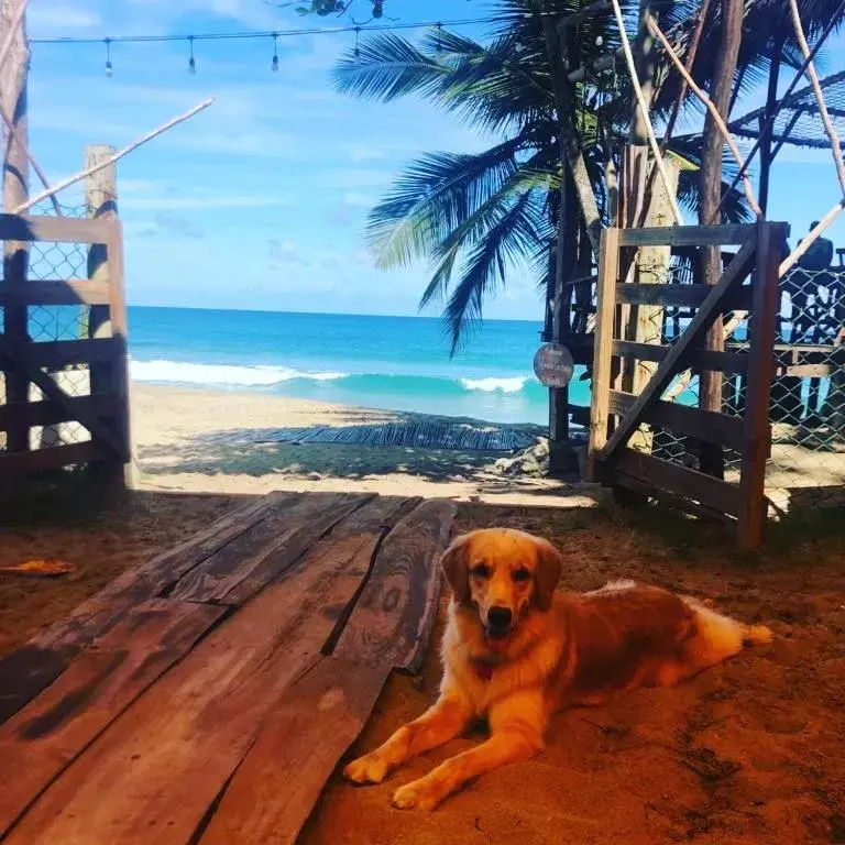 Pets in Cabarete Maravilla Eco Lodge Boutique Beach Surf & Kite