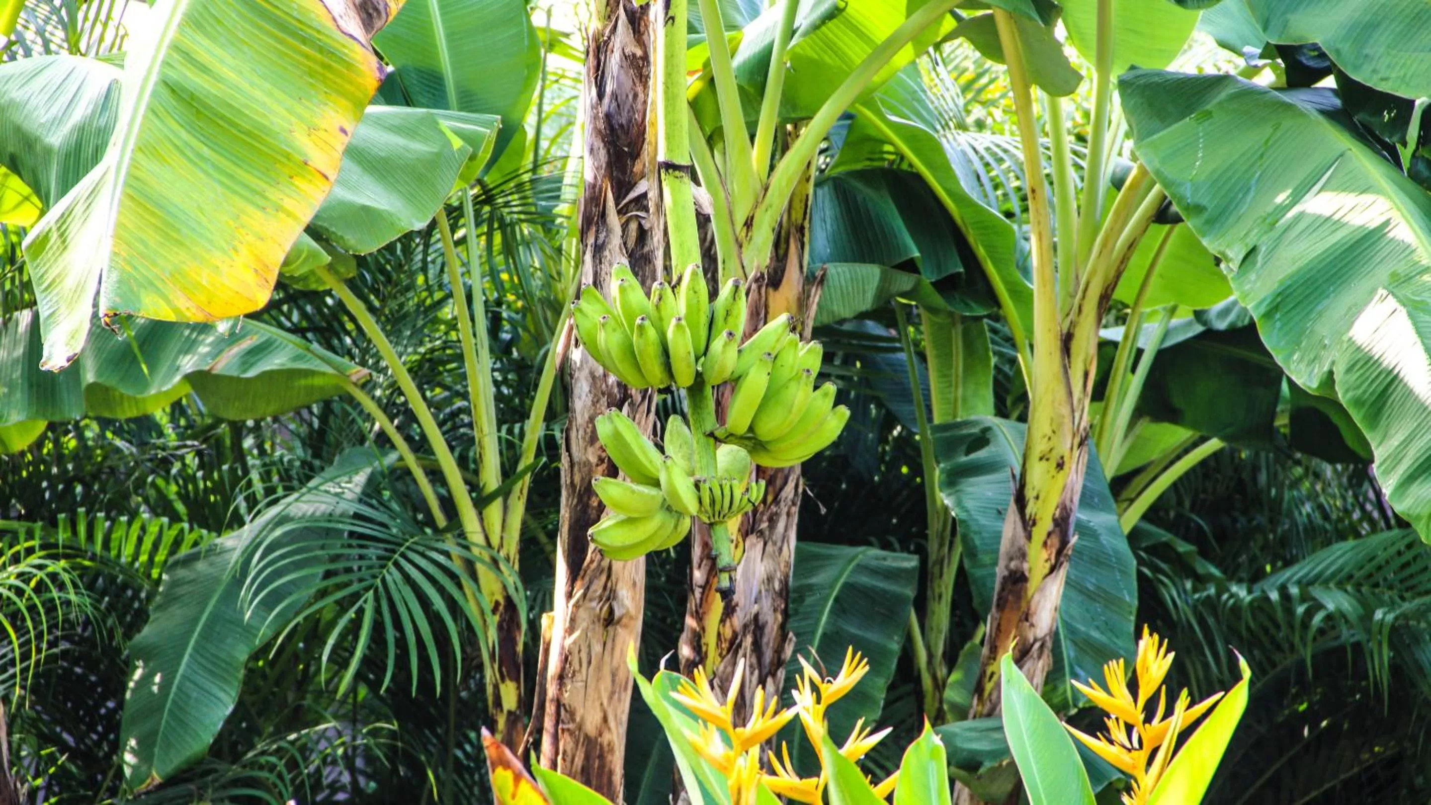Garden in Tee-K Lodge Tamarindo