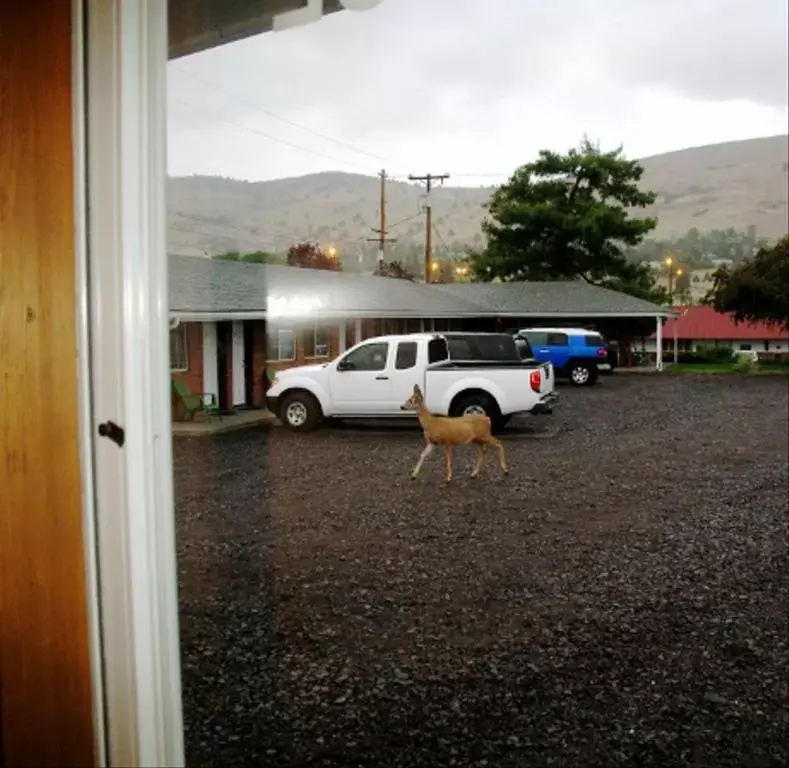 Animals in Golden West Motel