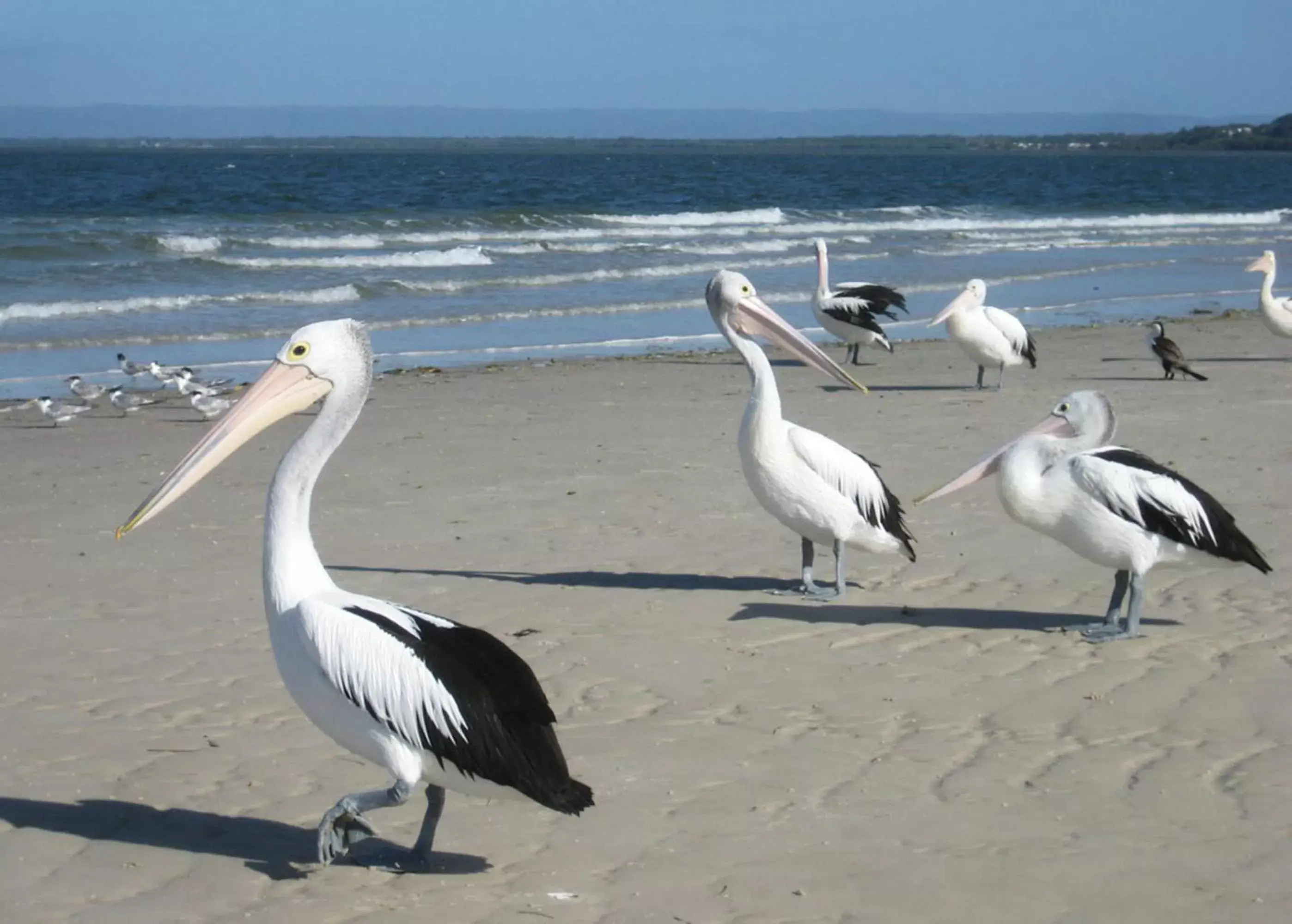 Beach, Other Animals in Fairways Golf & Beach Retreat Bribie Island