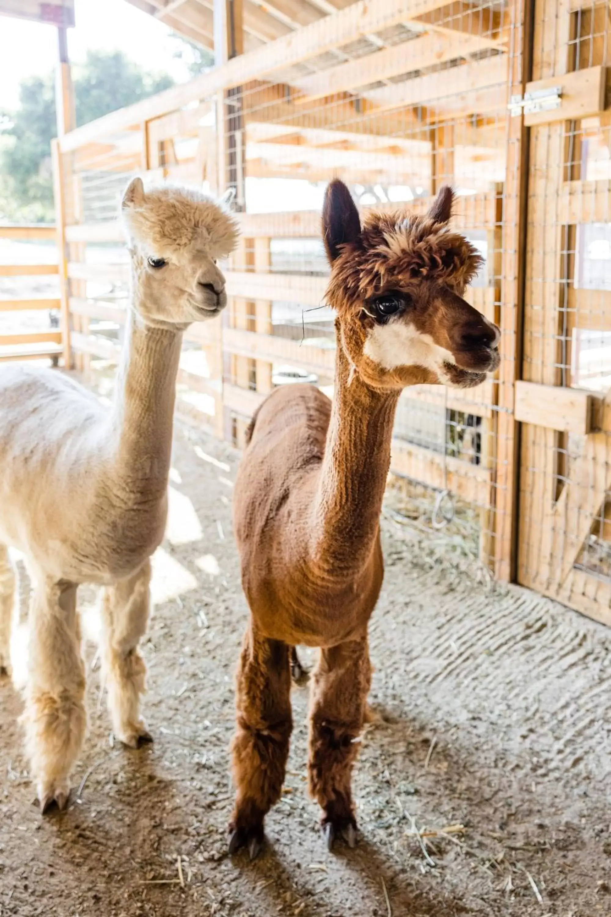 Activities, Other Animals in Carmel Valley Ranch, in The Unbound Collection by Hyatt