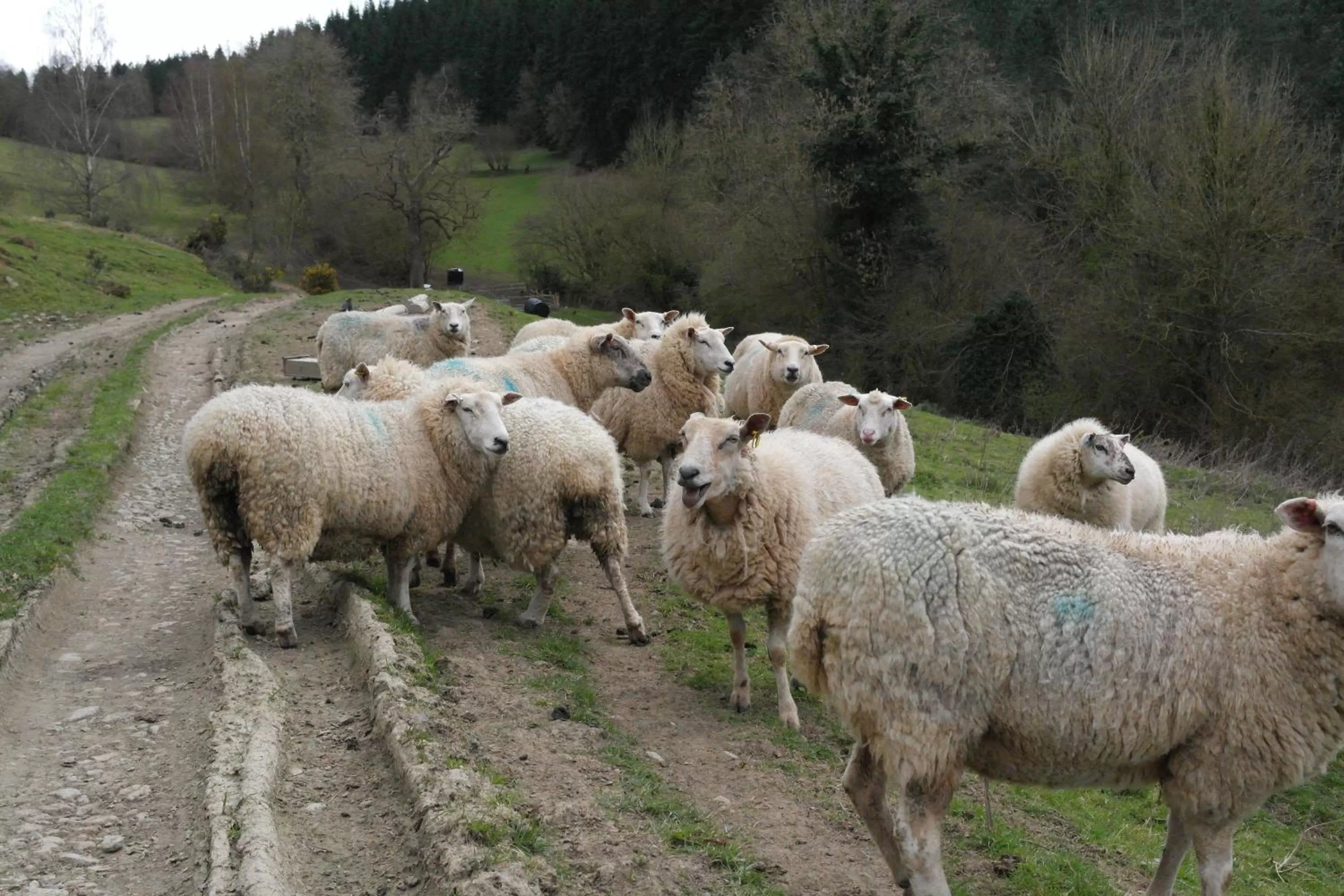 Animals in Prospect BARN