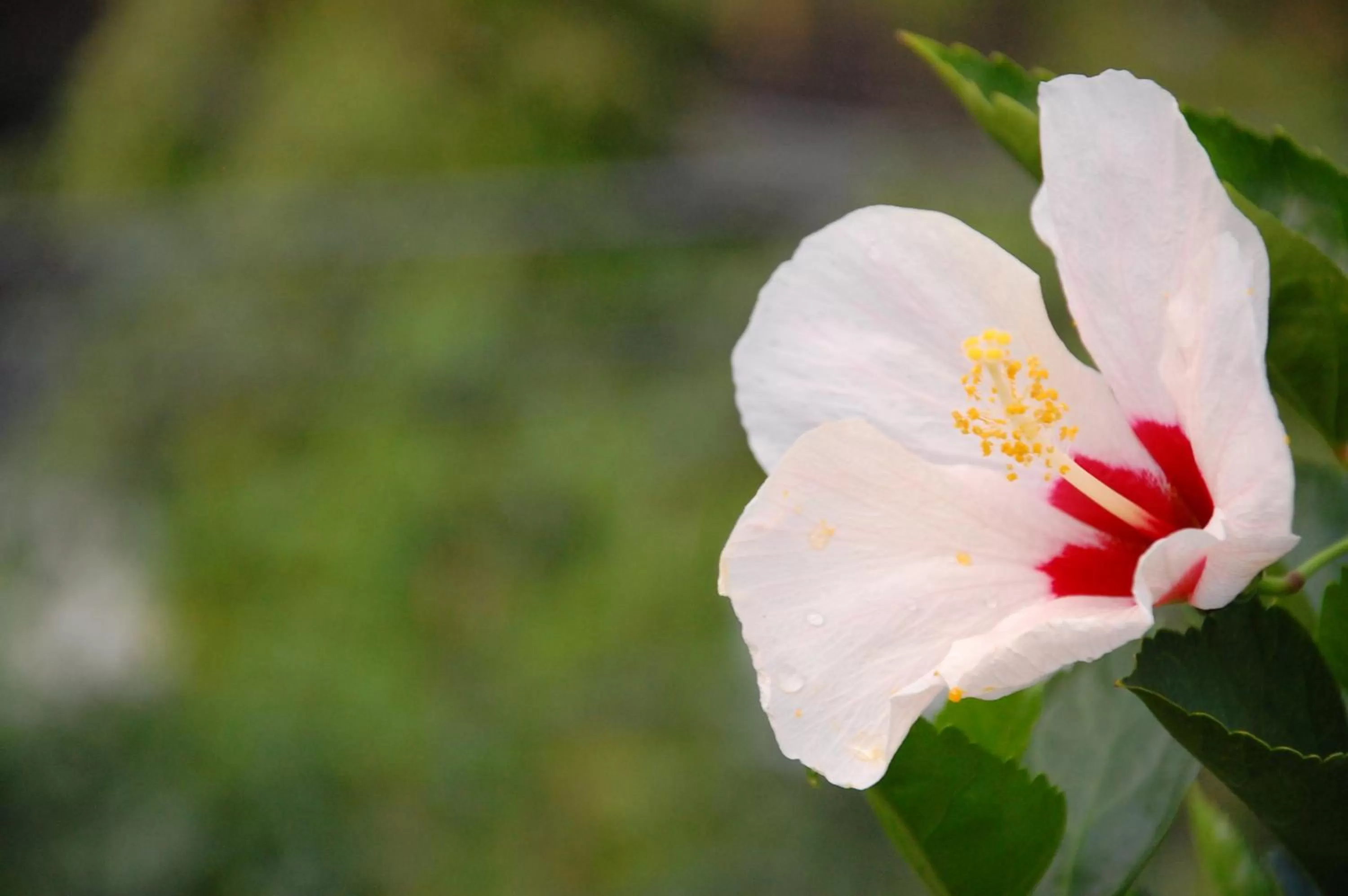 Garden in Balay Tuko Garden Inn