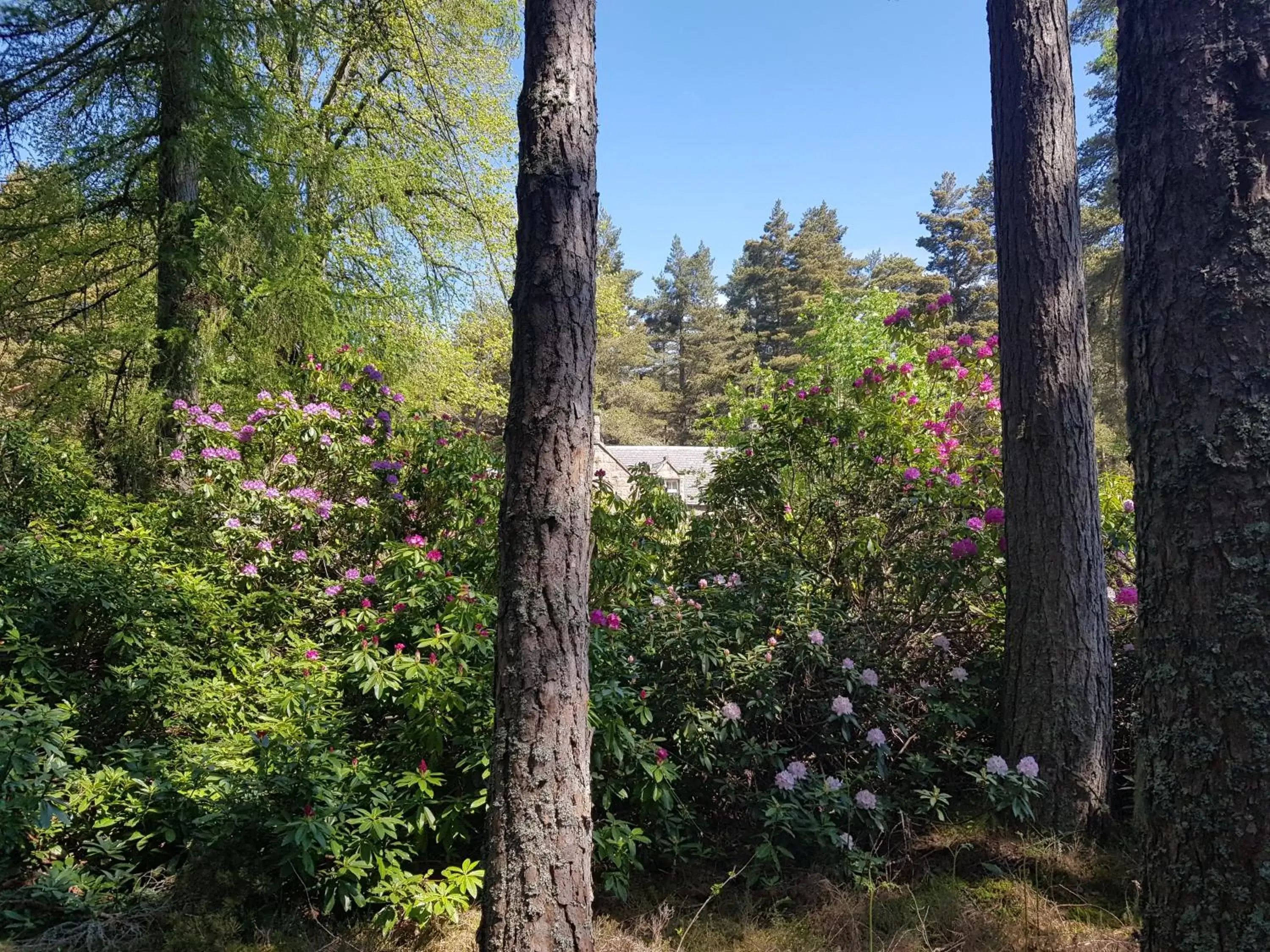 Garden in Cambus O' May Hotel