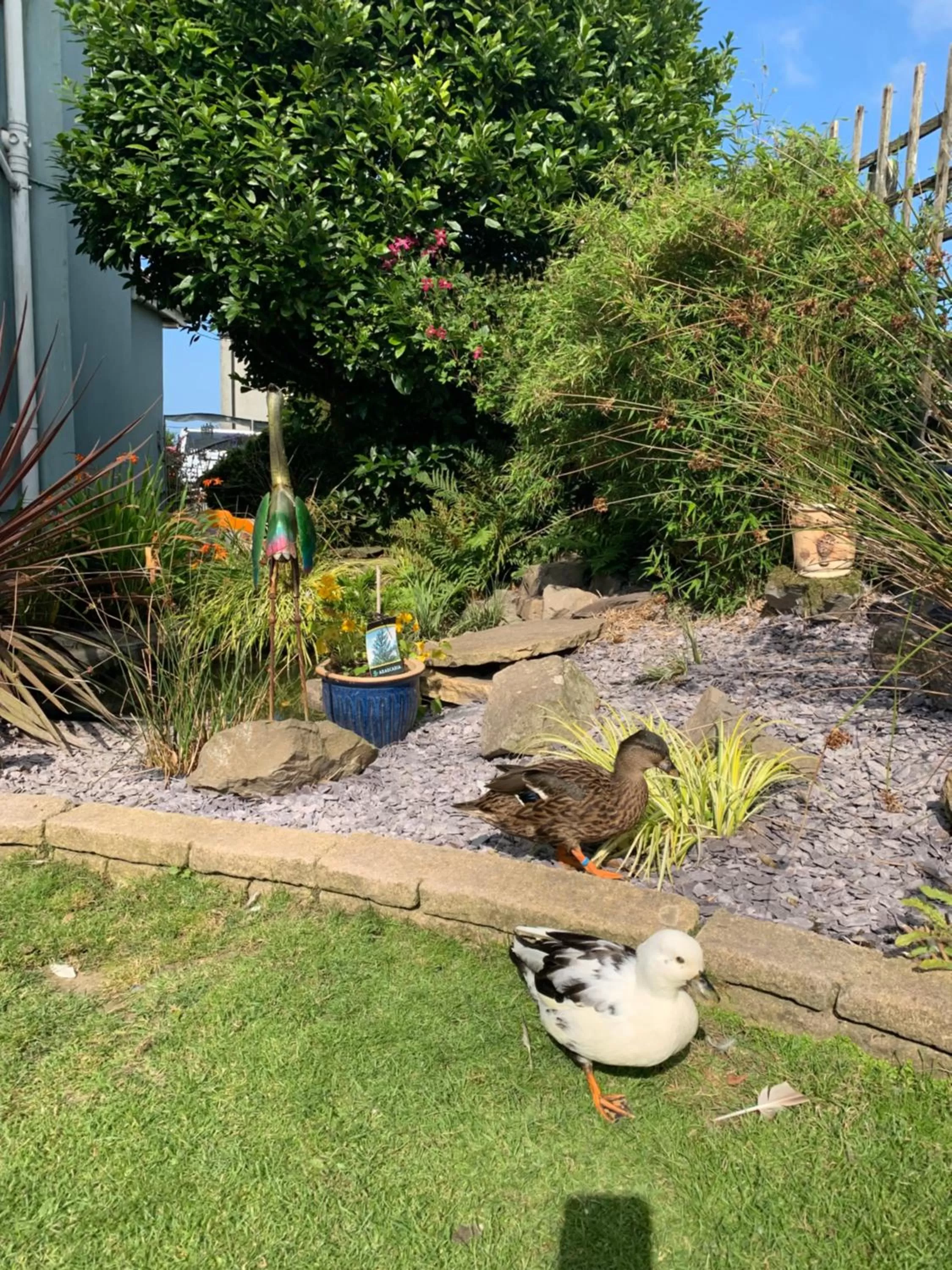 Garden in Ramsey House - Luxury Licensed B&B - Parking and Guest Lounge