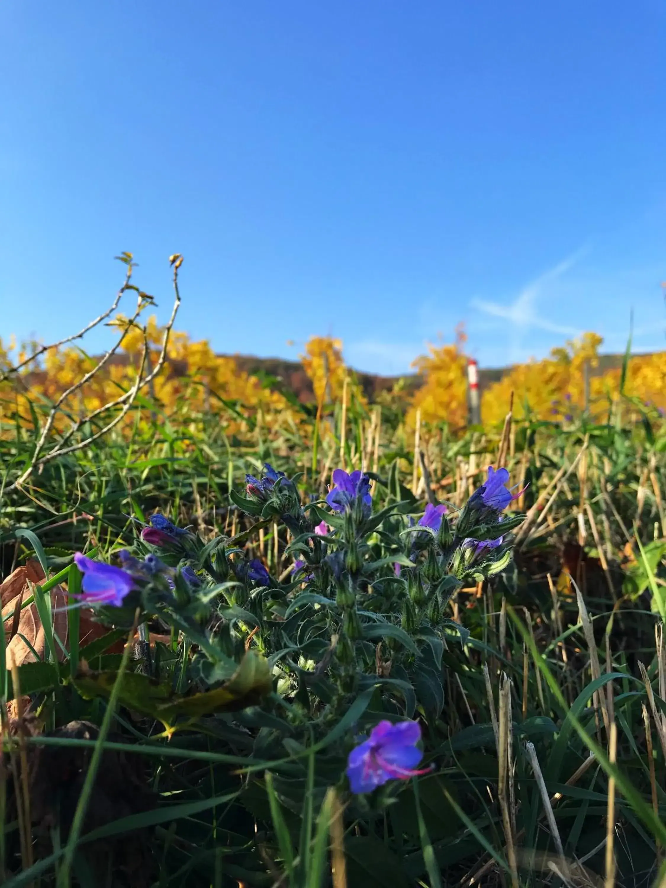 Natural landscape in MAXX by Steigenberger Deidesheim