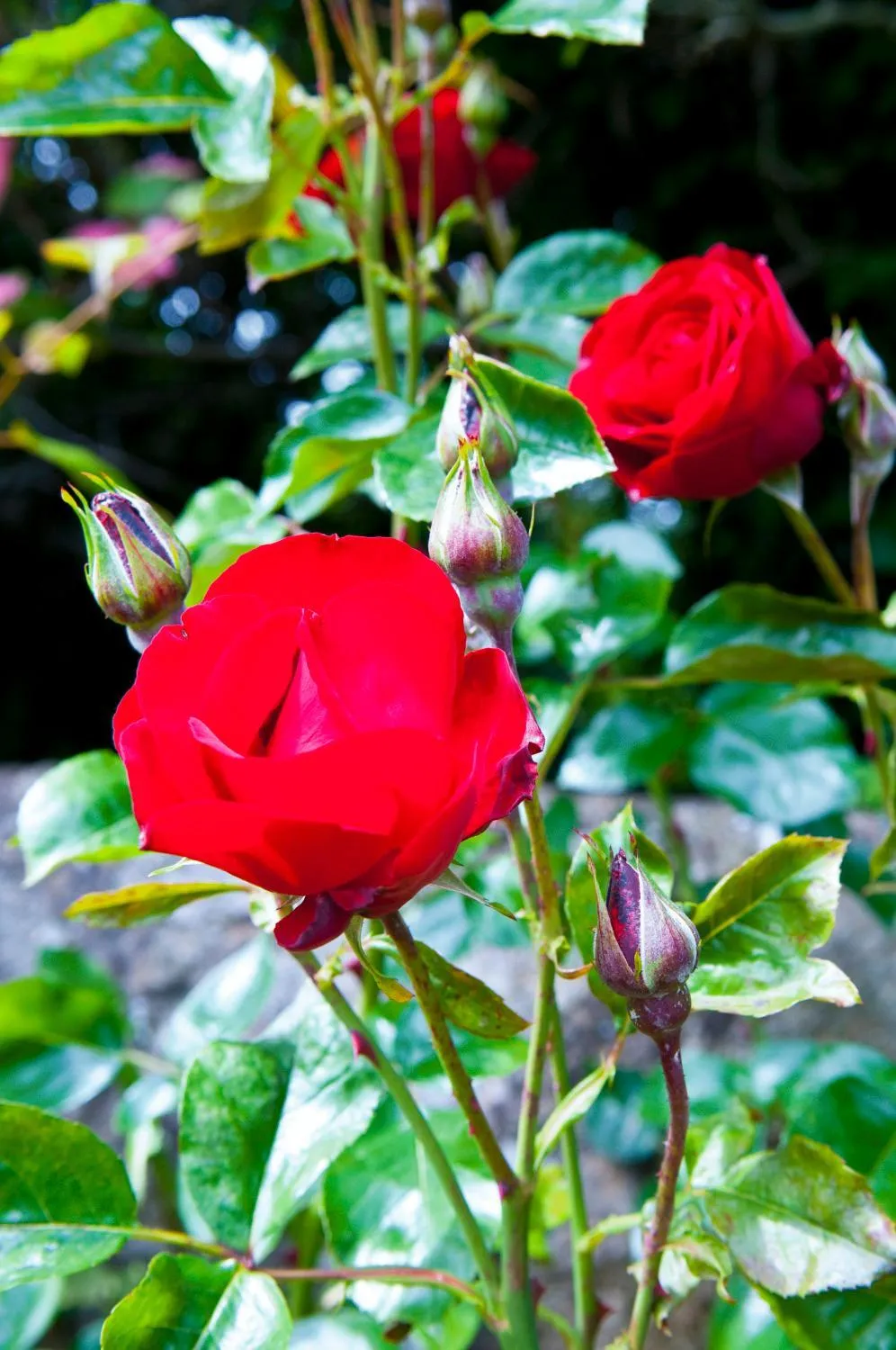 Garden in Aberdeen Lodge