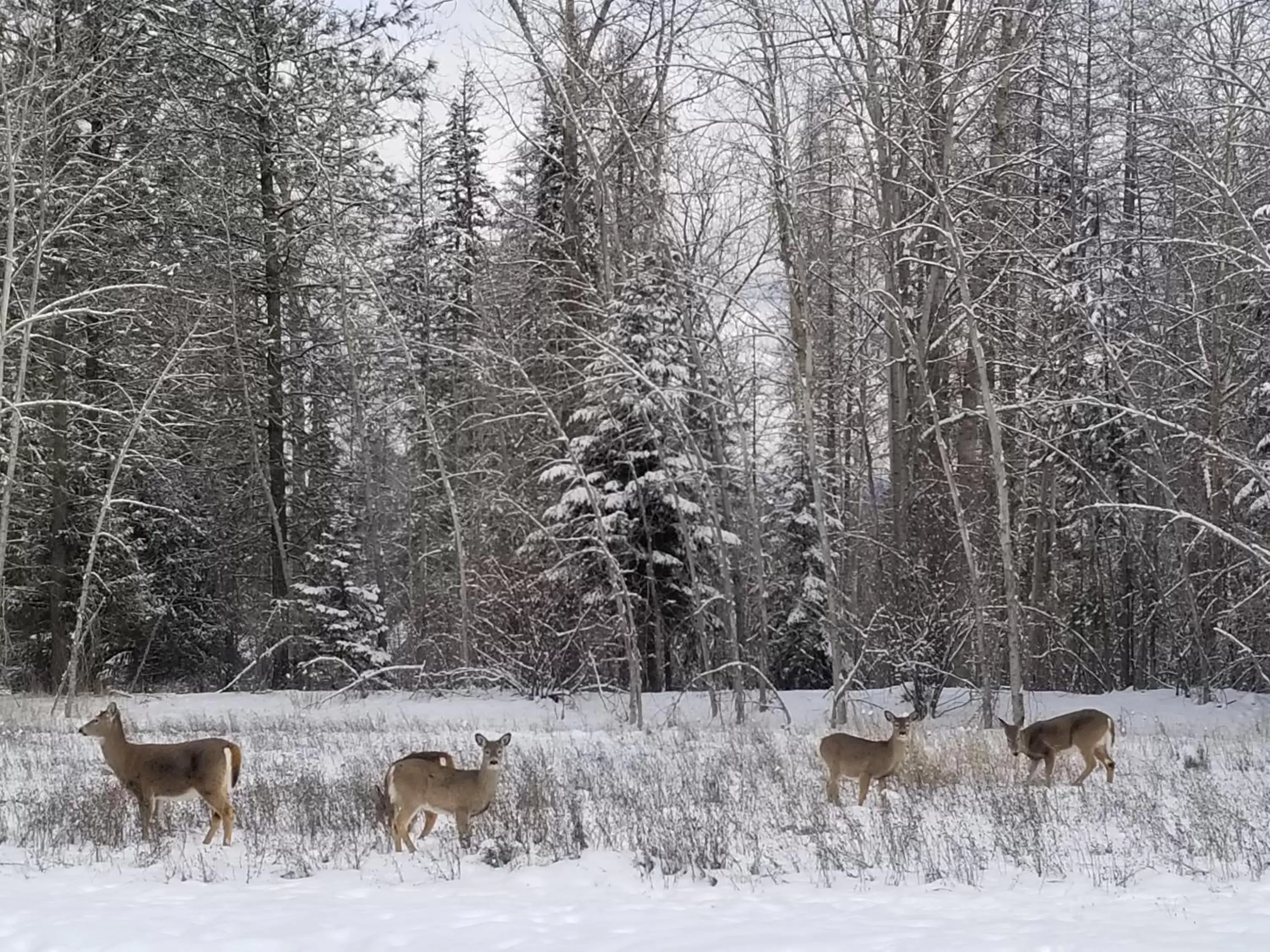 Winter in Caboose Motel