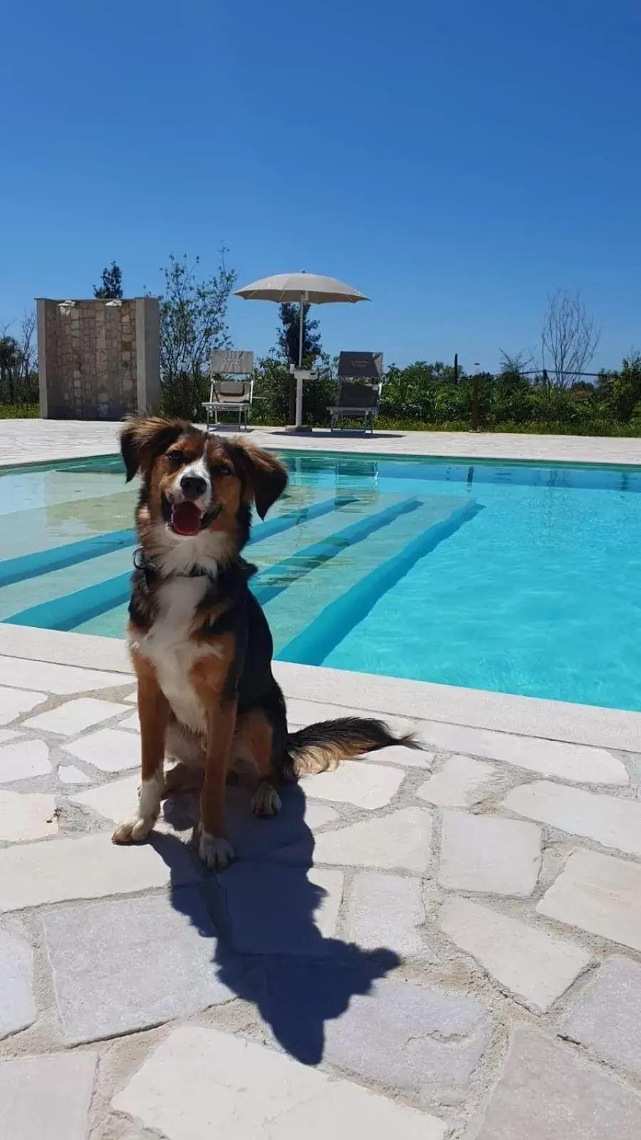 Animals, Swimming Pool in Il Sentiero di Leano