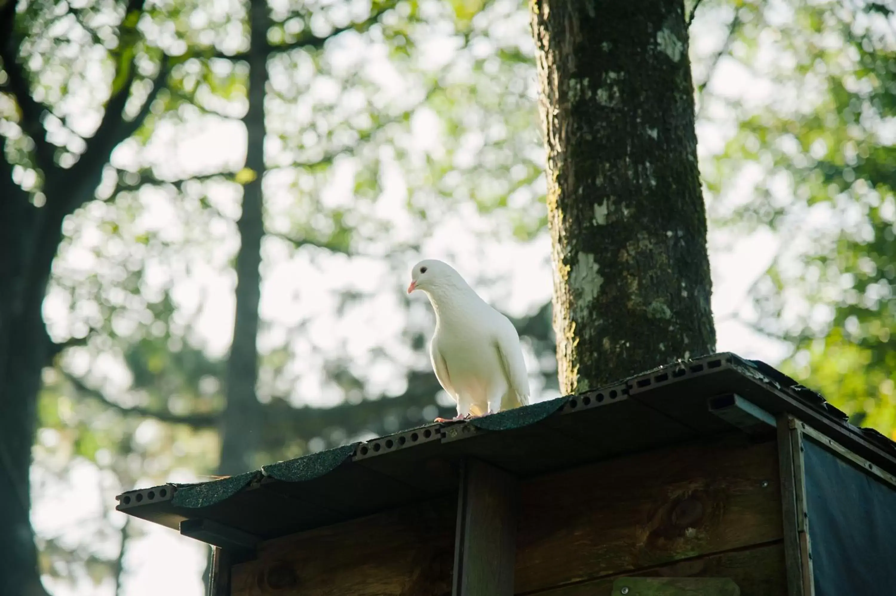 Natural landscape, Other Animals in Melia Ba Vi Mountain Retreat