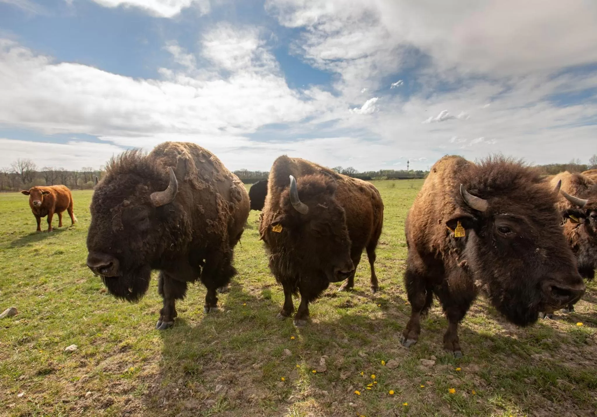 Residence Safari Resort - Bison Lodge