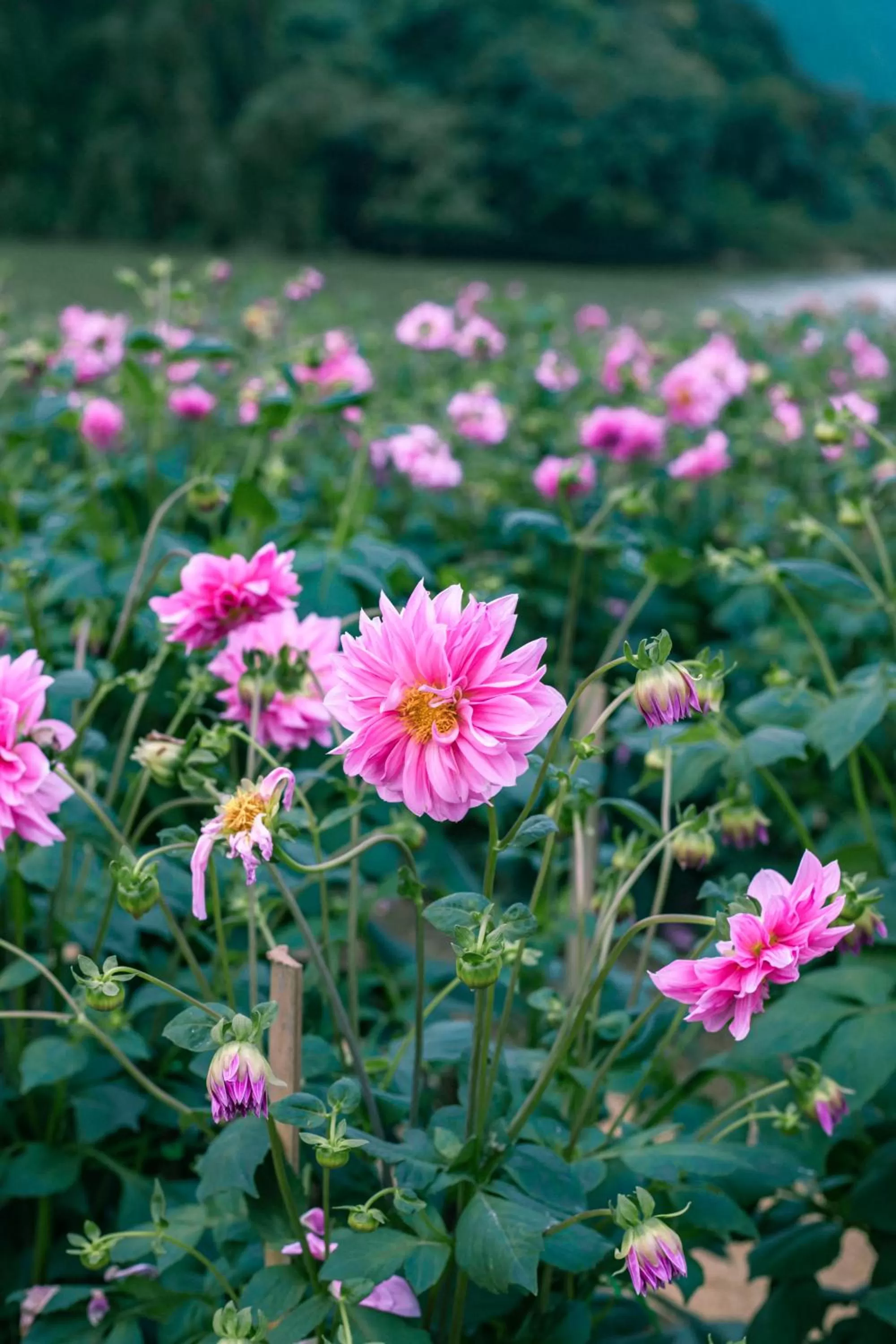 Natural landscape in Thung Nham Resort