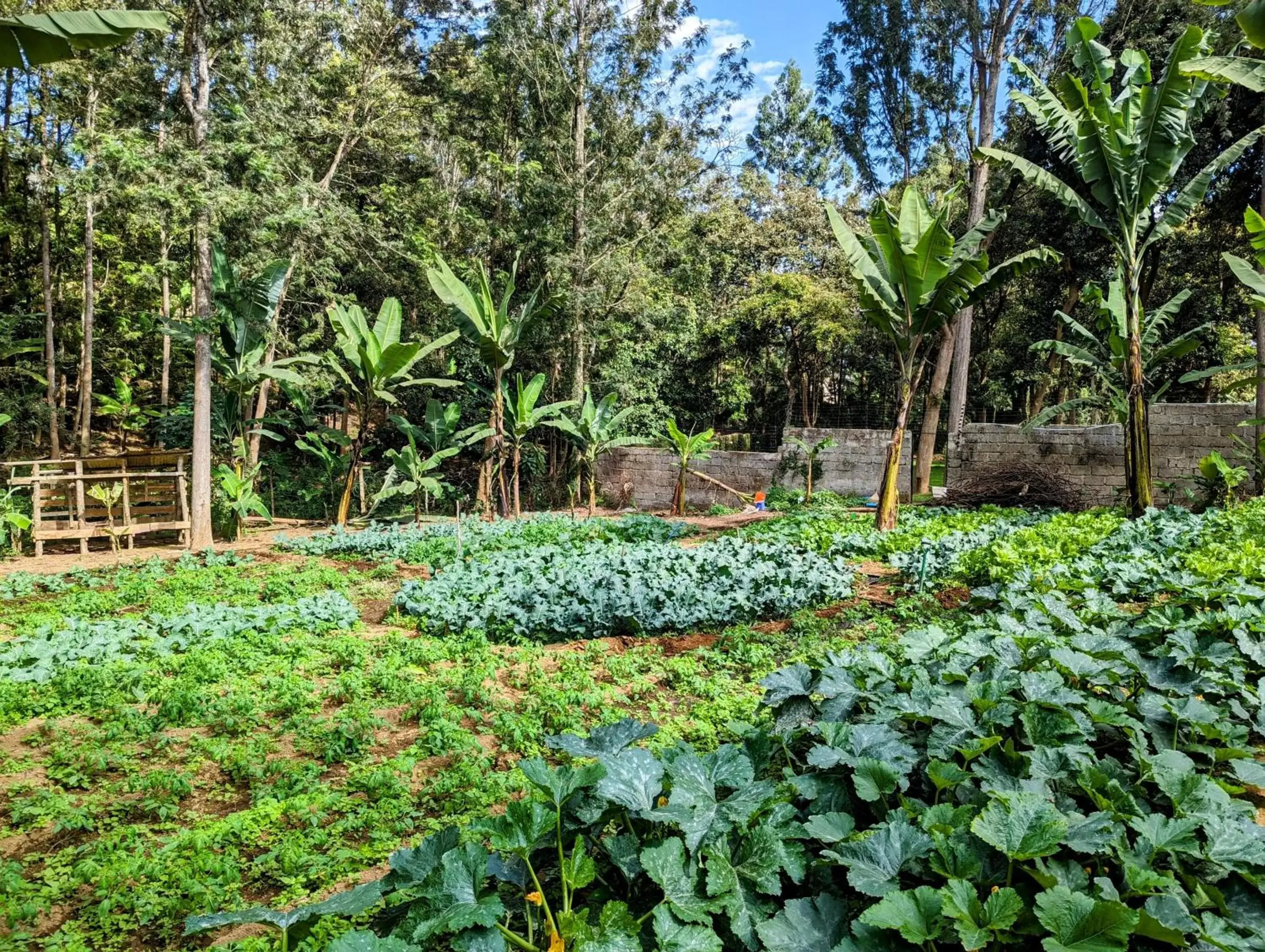 Natural landscape, Garden in Mvuli Hotels Arusha