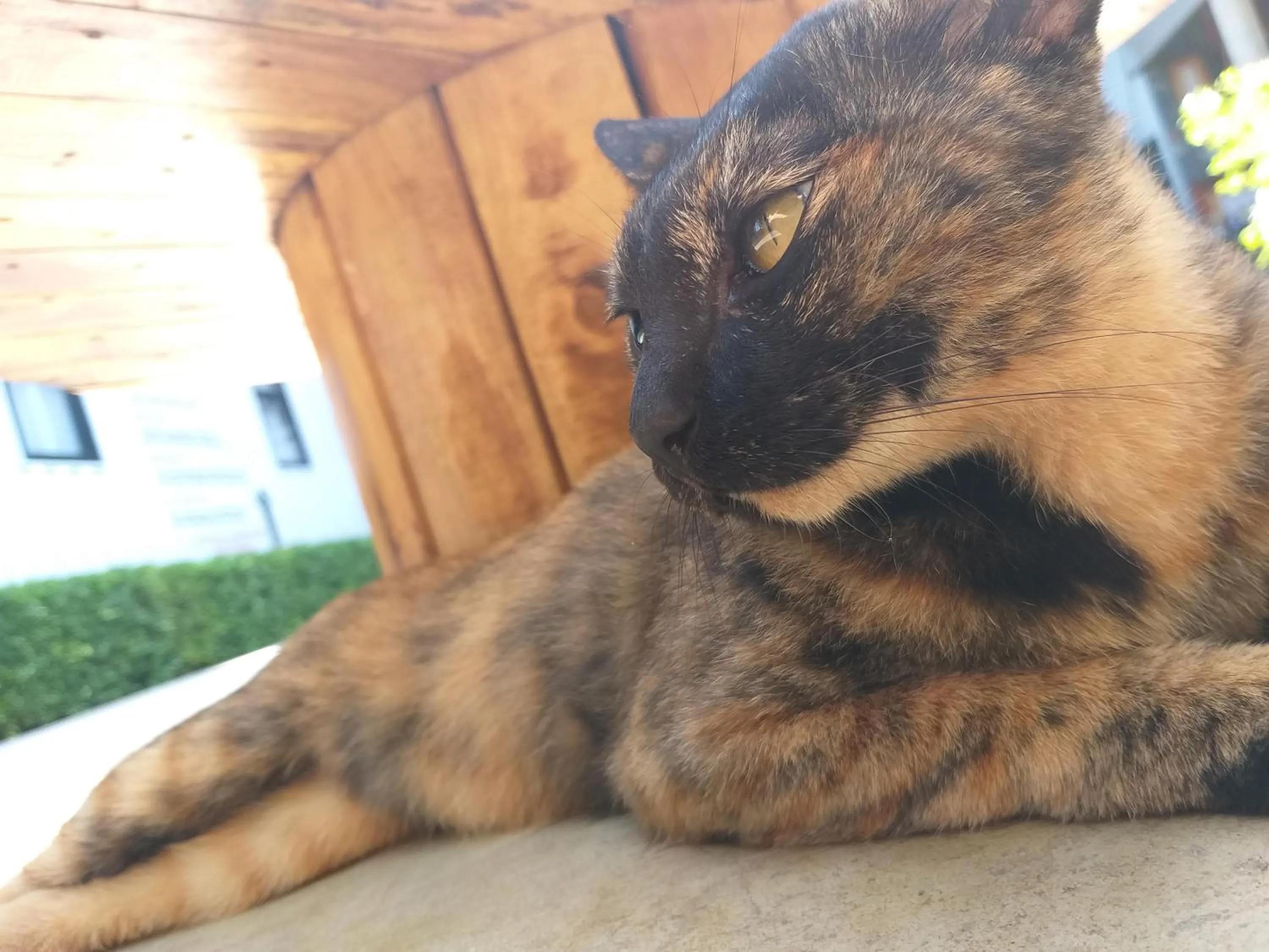 Pets in Us Hostel Samui