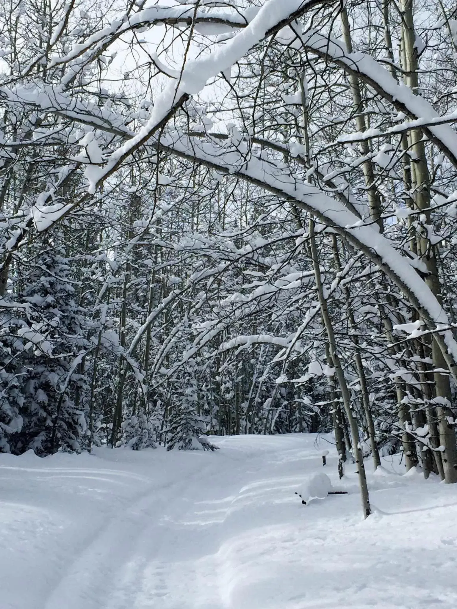 Natural landscape, Winter in Arrowhead Mountain Lodge