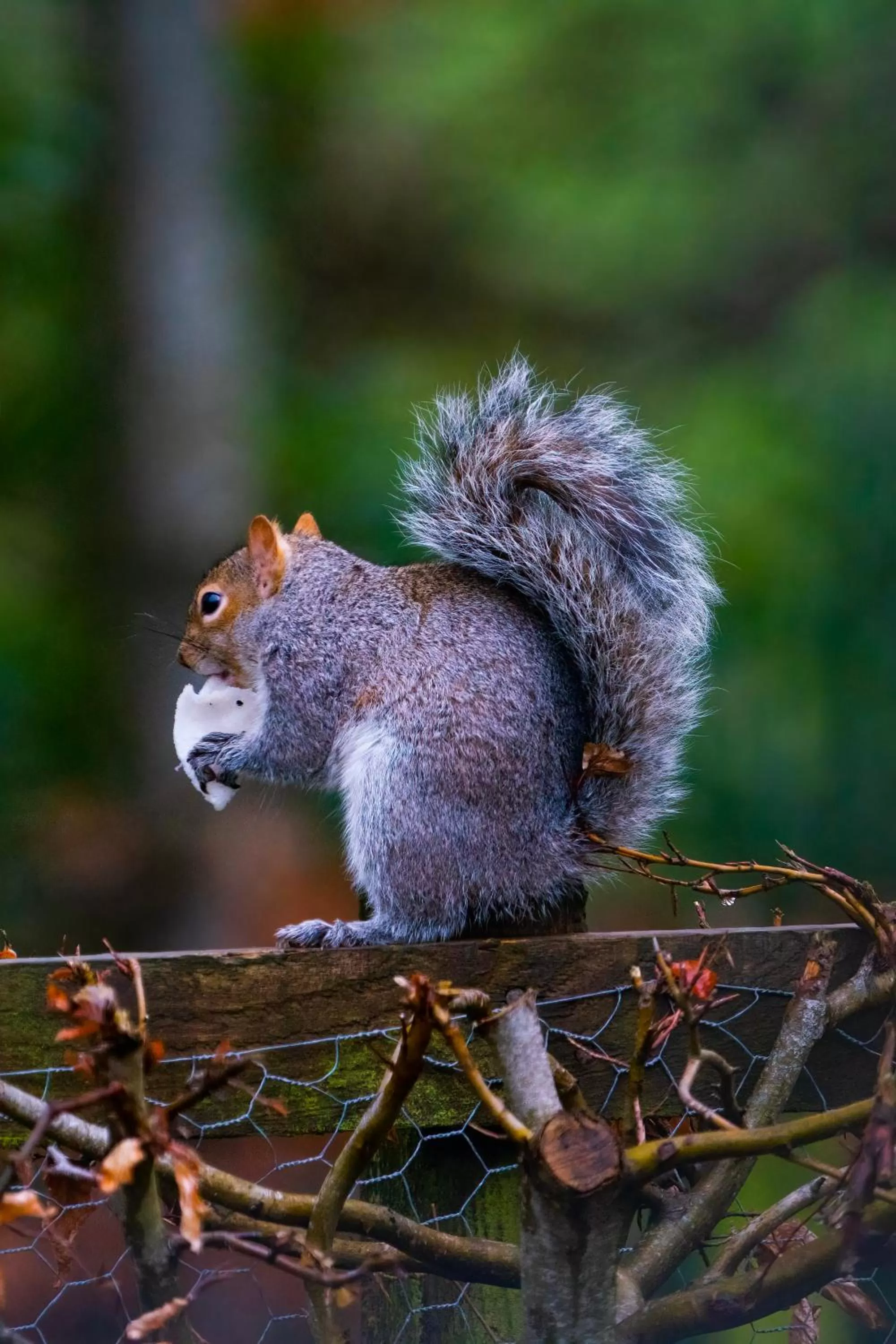 Animals, Other Animals in Retreat at The Knowe Auchincruive Estate