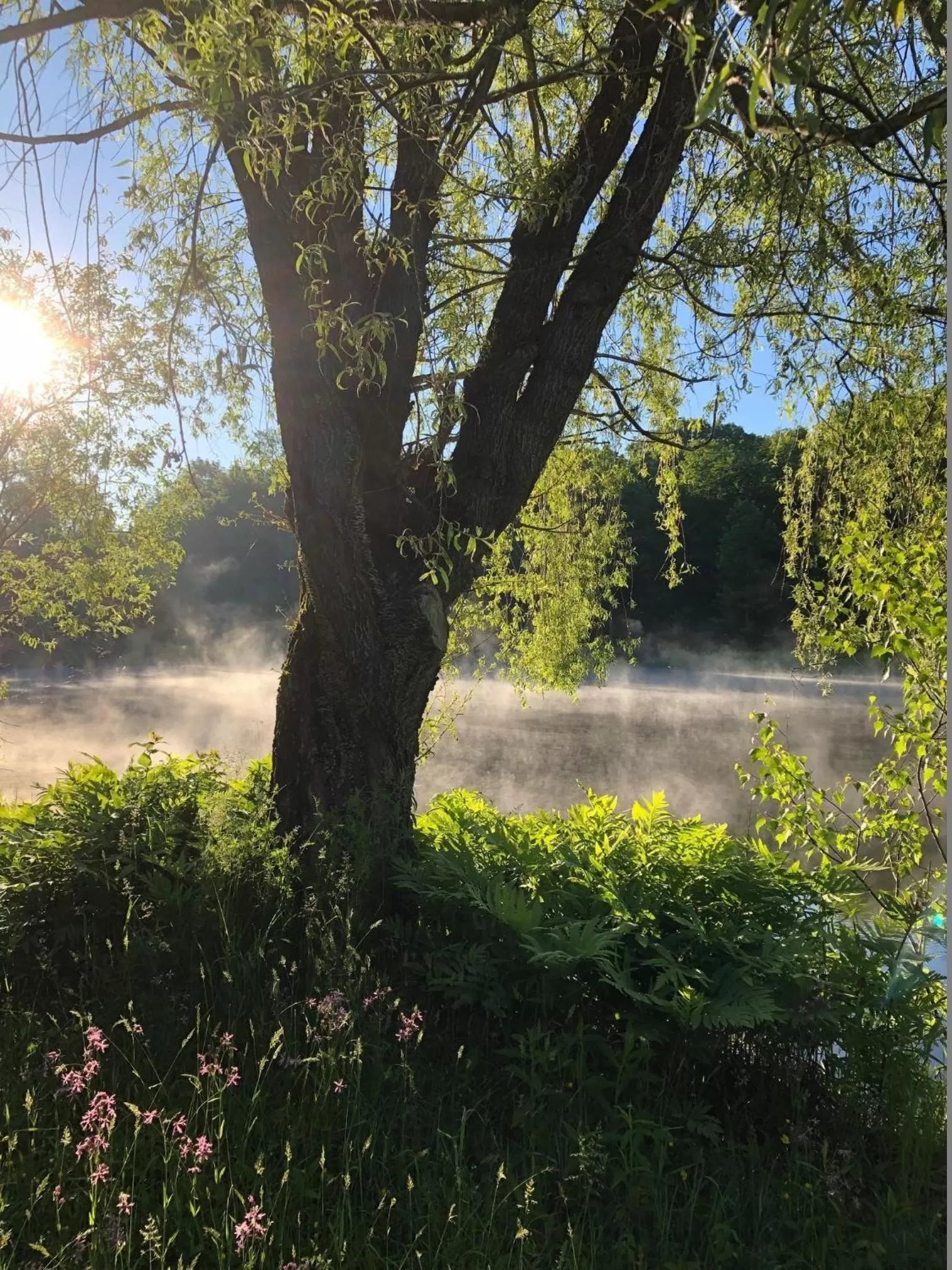 Garden in Domaine Jolivent