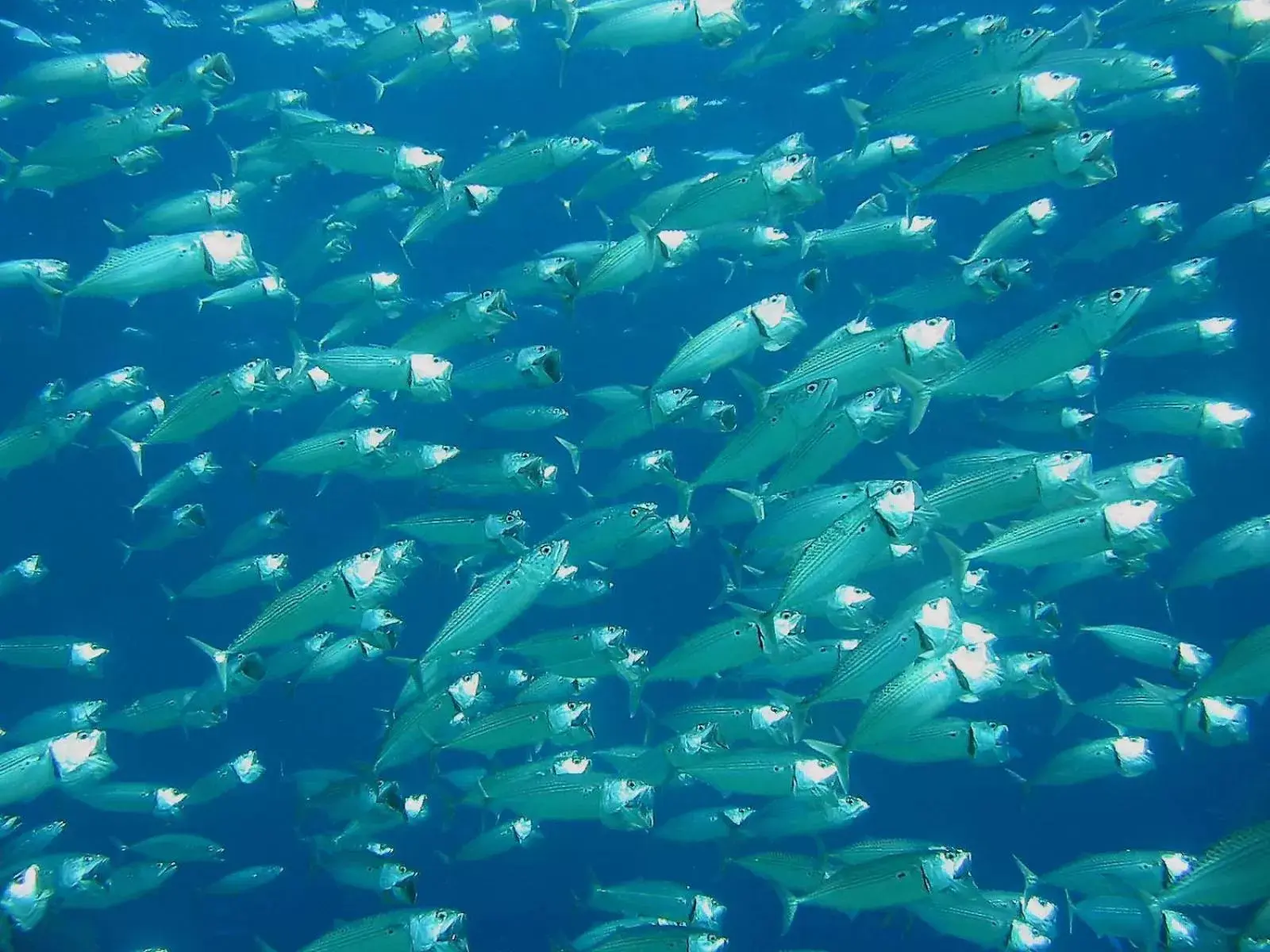 Snorkeling in Coral Sun Beach