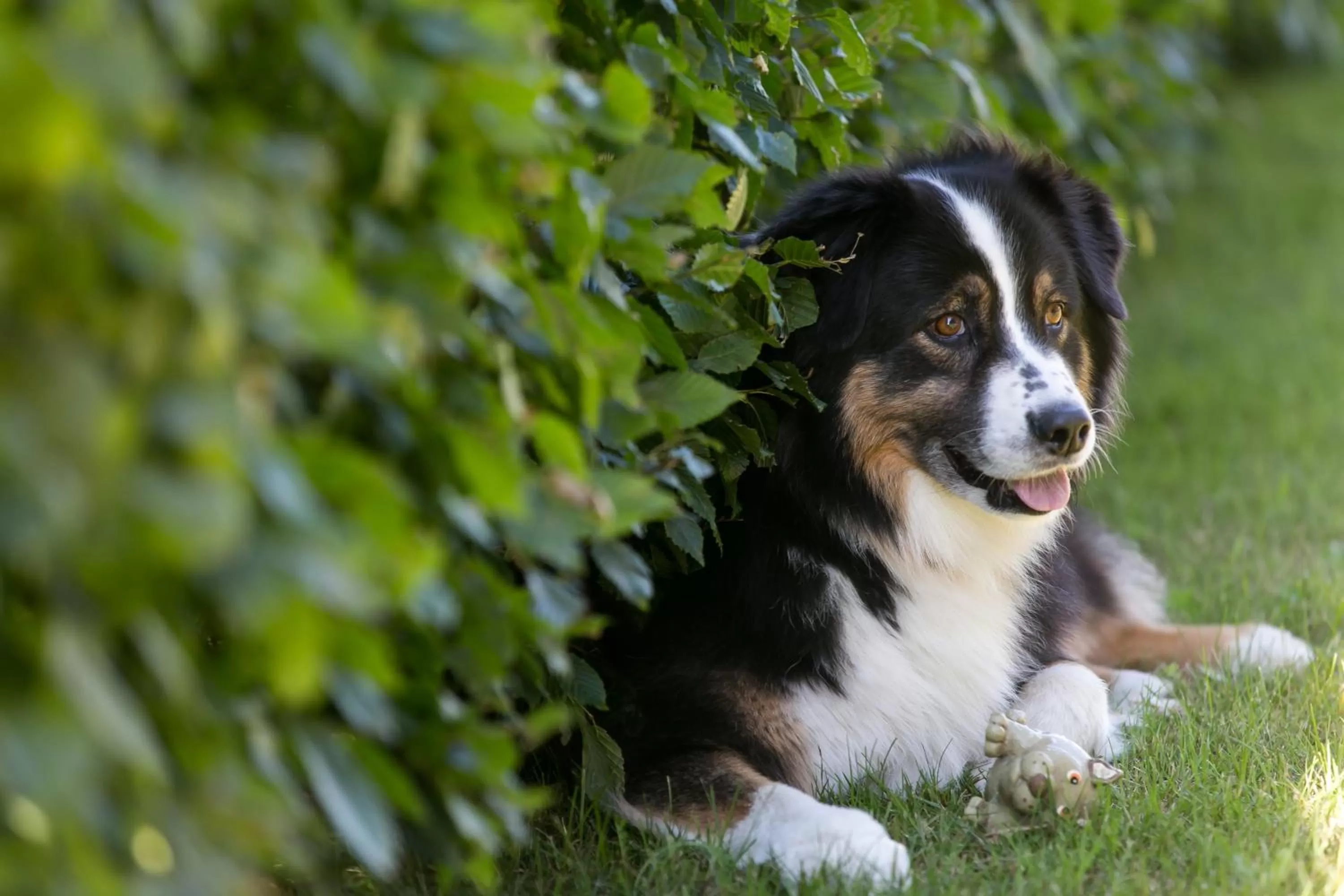 Animals in Club Hotel am Kreischberg