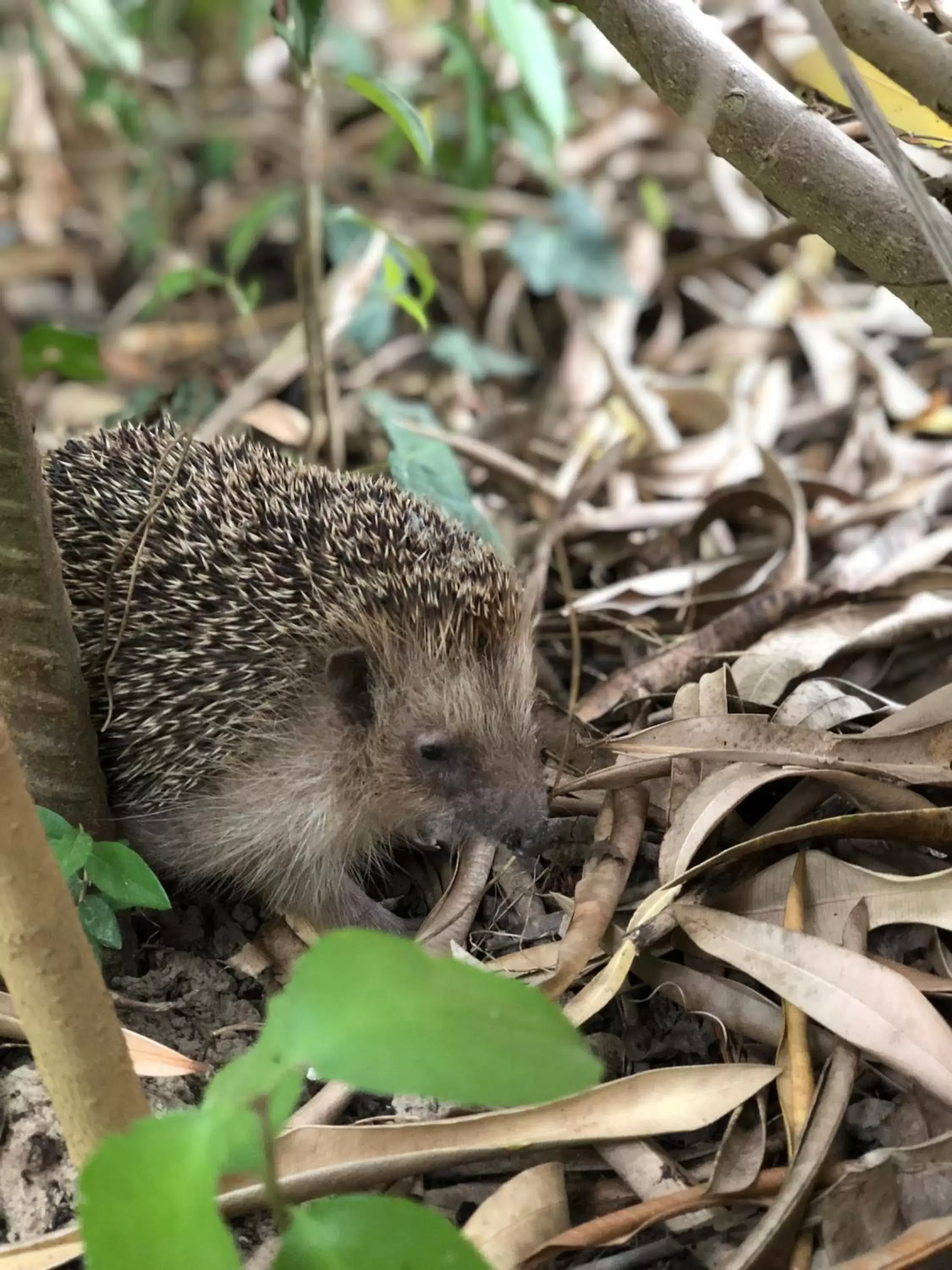 Garden, Other Animals in Villa Berghella