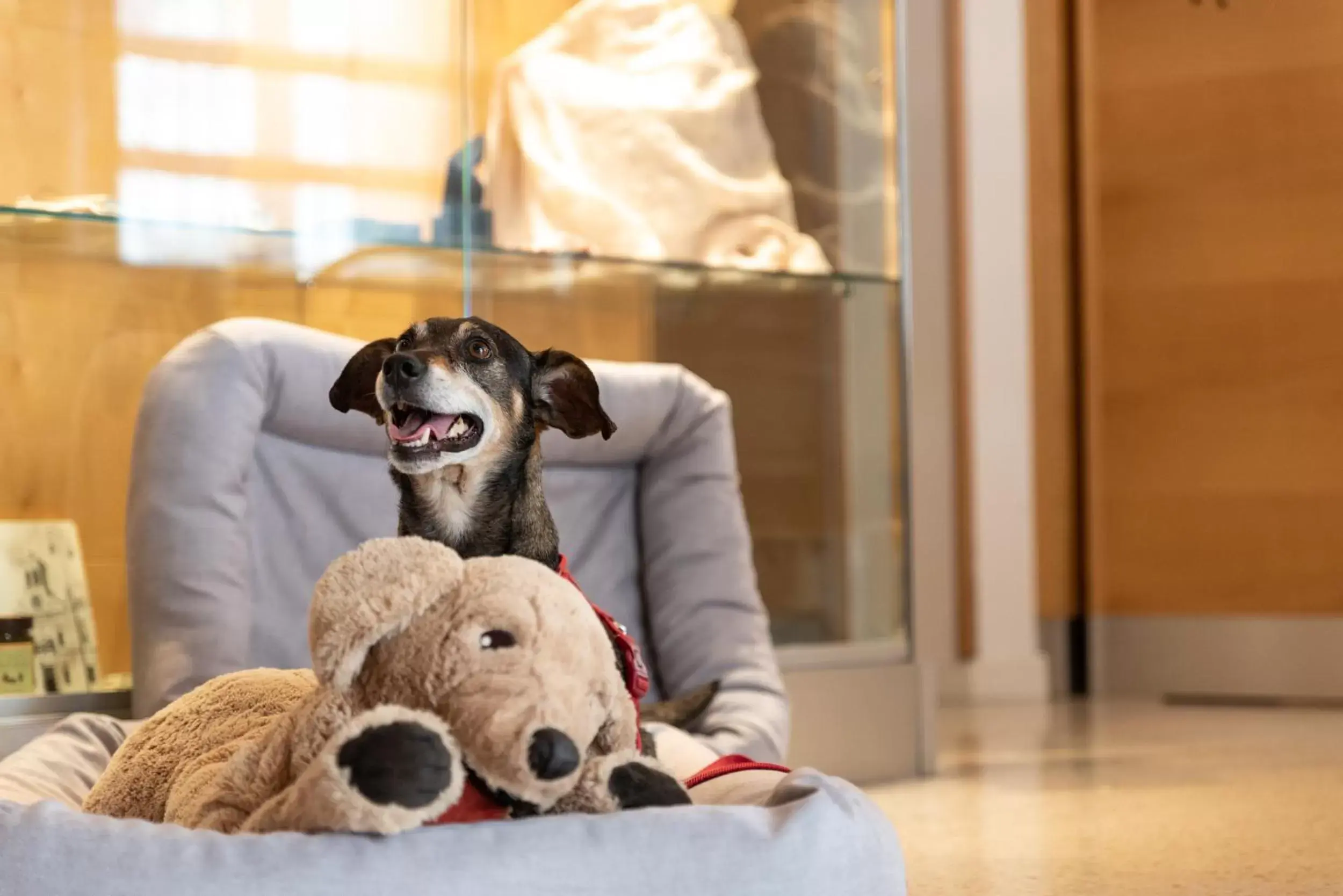 Animals, Pets in Hotel Suite Inn