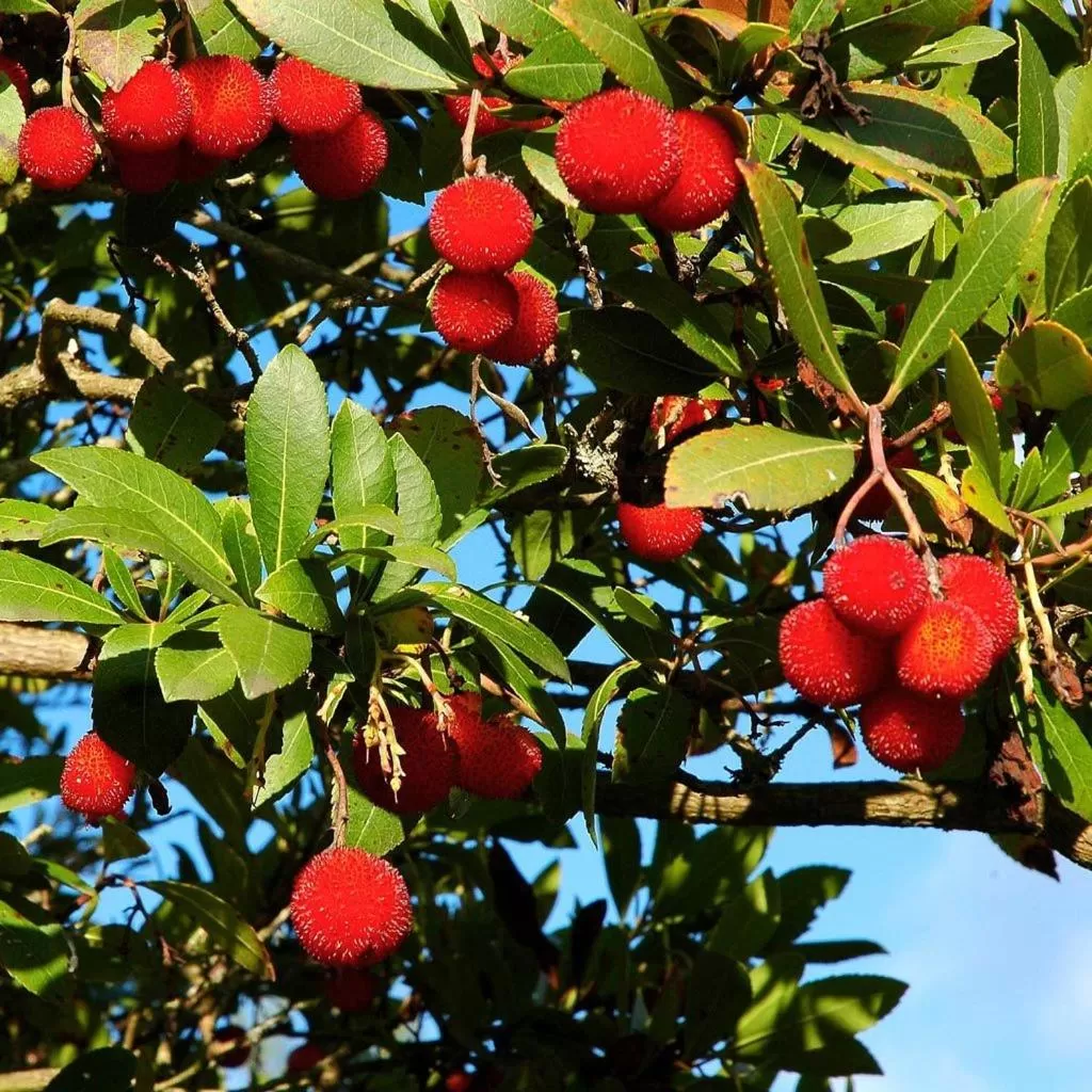 B&B Antoclo Di Concas Angela Margherita