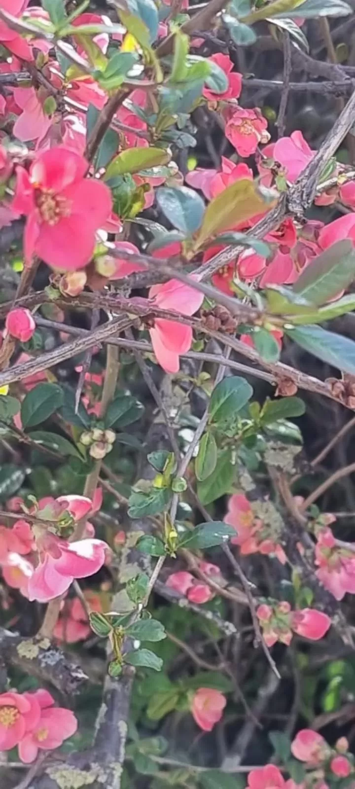 Natural landscape in Hotel Engel