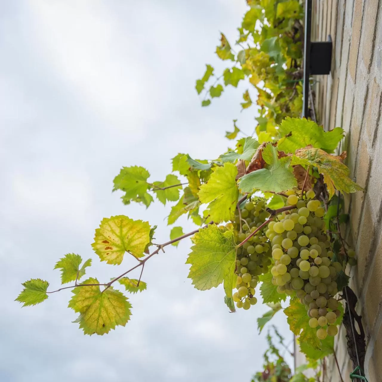 Garden in Oud Gemeentehuis