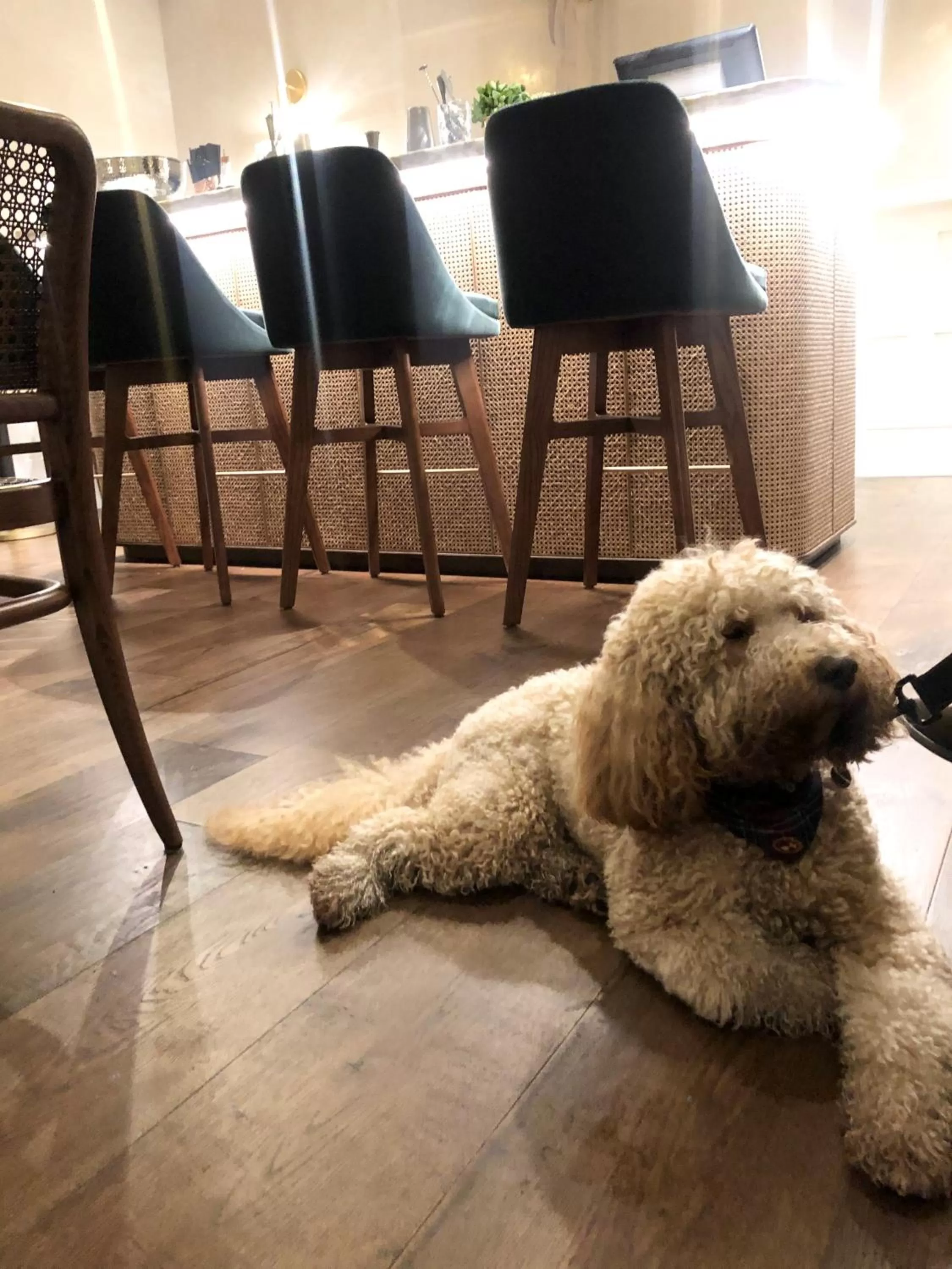 Pets in The Roseate Villa Bath