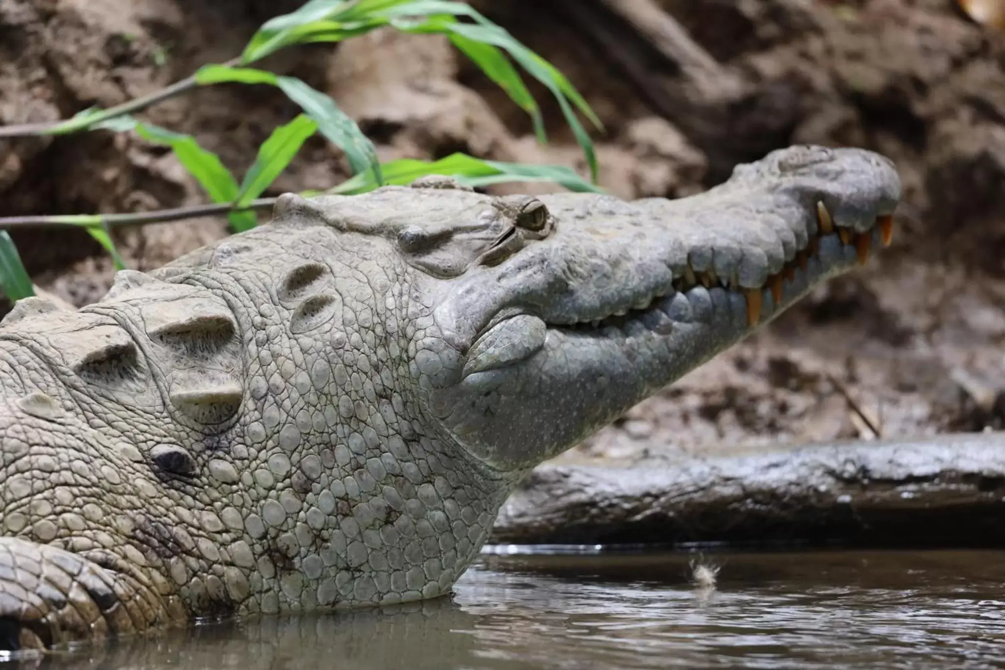 Other Animals in Iguanitas Lodge