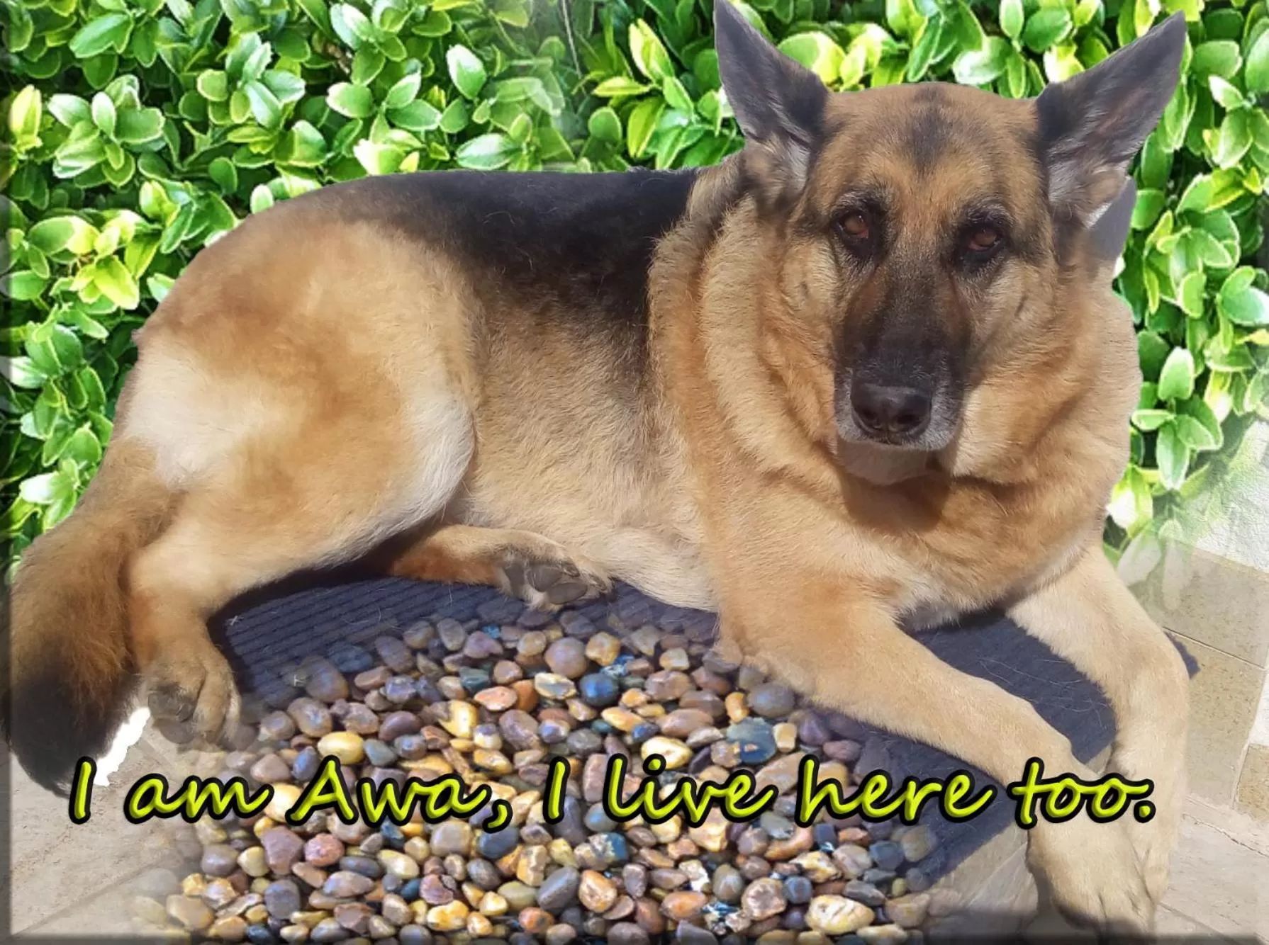 Animals in B&B La Via dell'Ambra