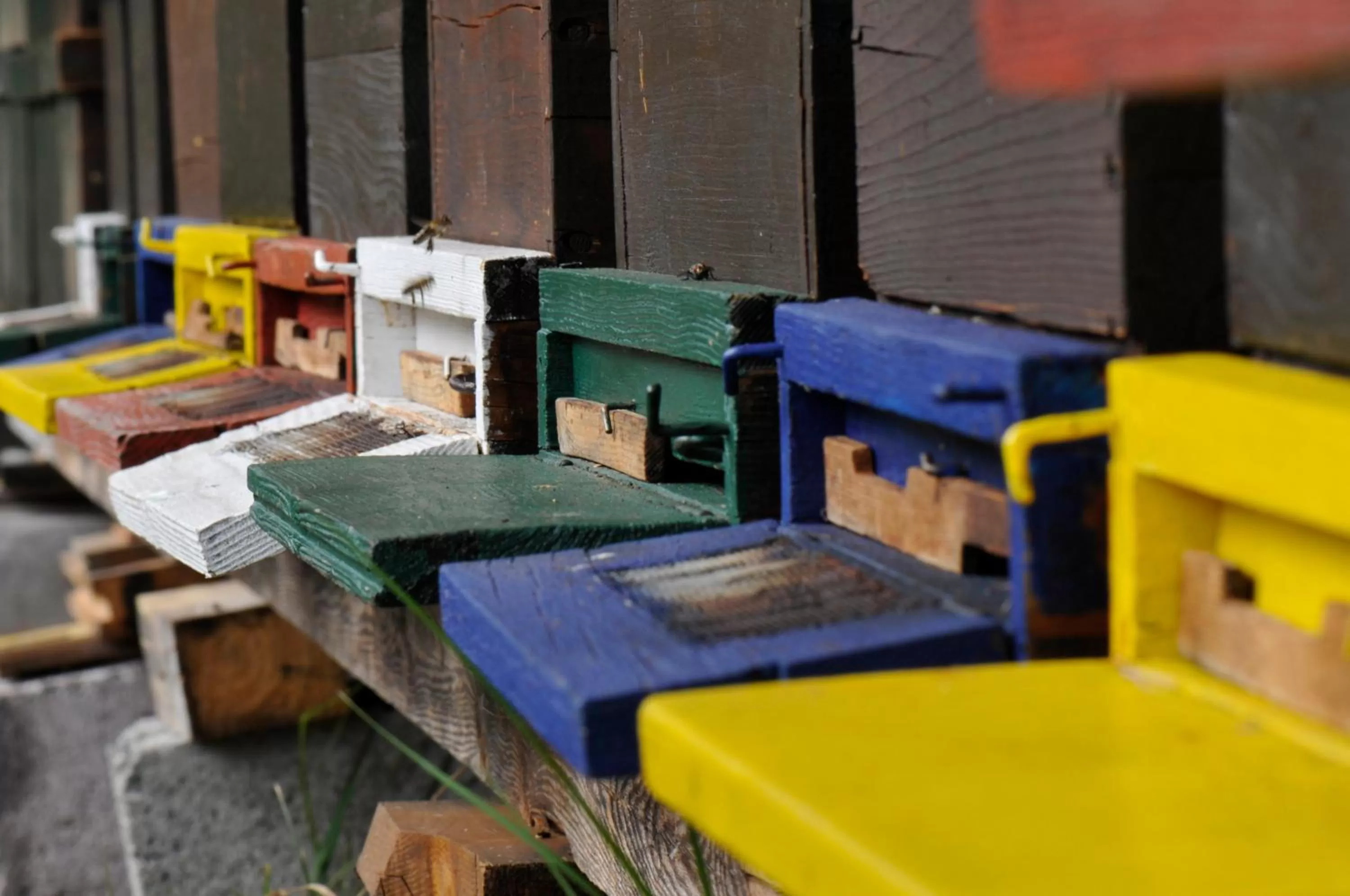 Animals in Residence Obermoarhof