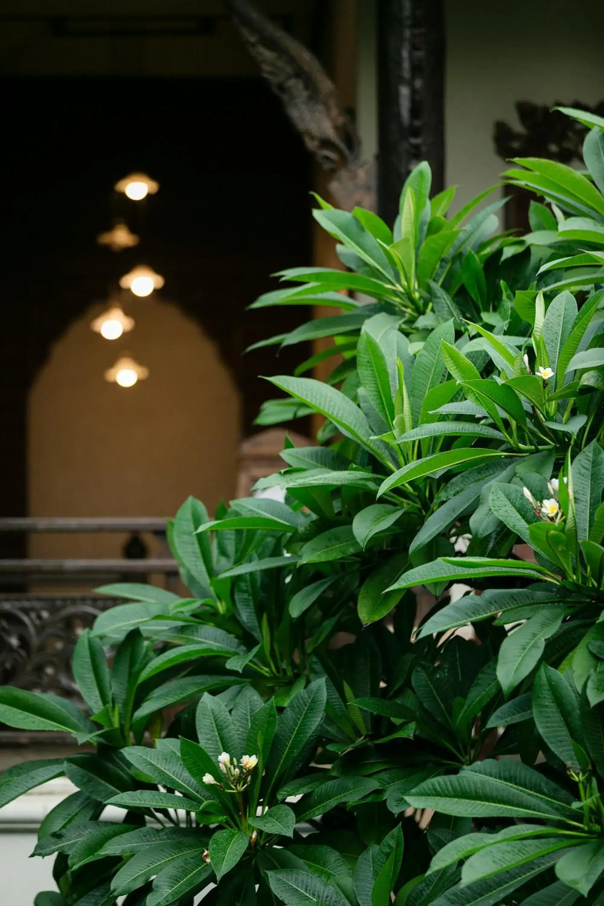 Garden in Amata Lanna Chiang Mai, One Member of the Secret Retreats