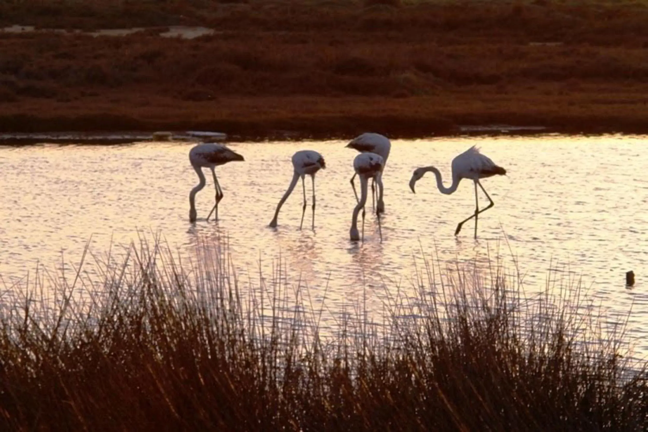 Natural landscape, Other Animals in Dunas do Alvor - Torralvor