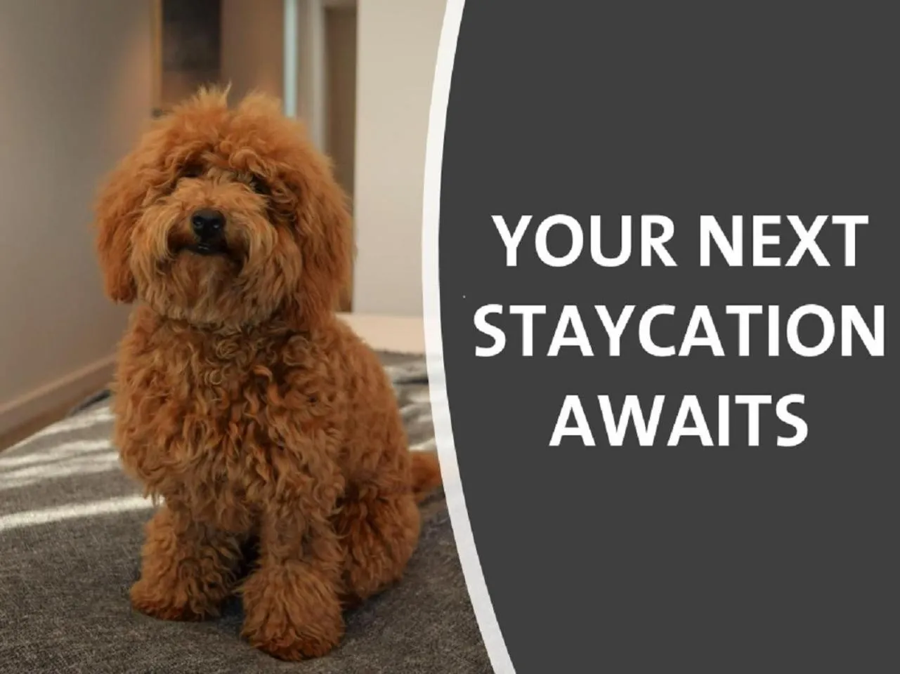 Pets in Quest North Sydney