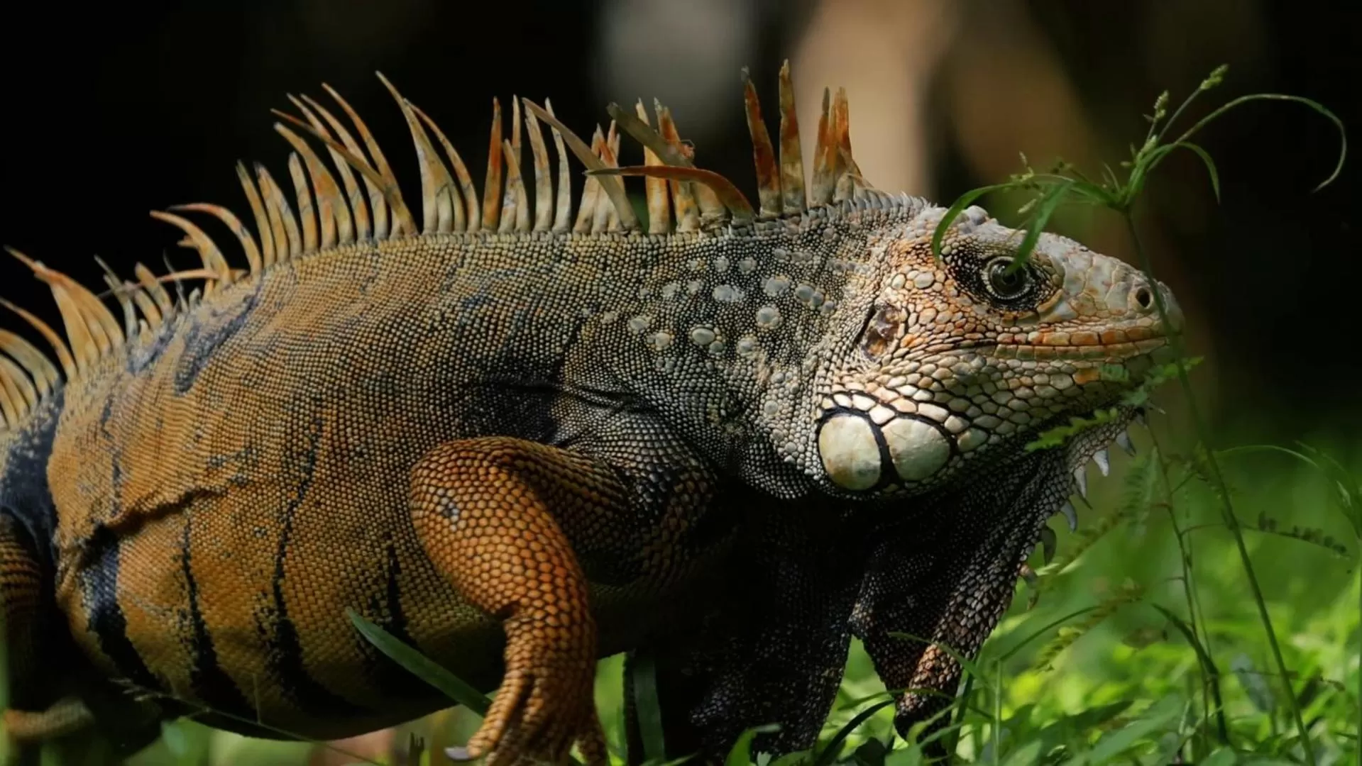 Los Robles Capurgana