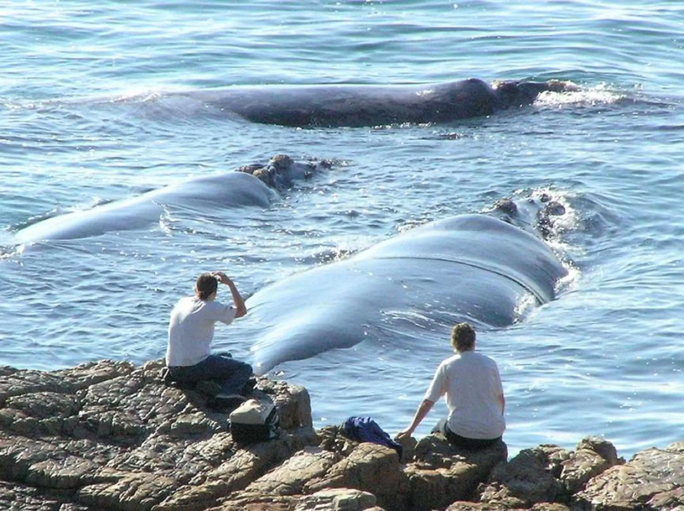 Beach, Other Animals in Misty Waves Boutique Hotel