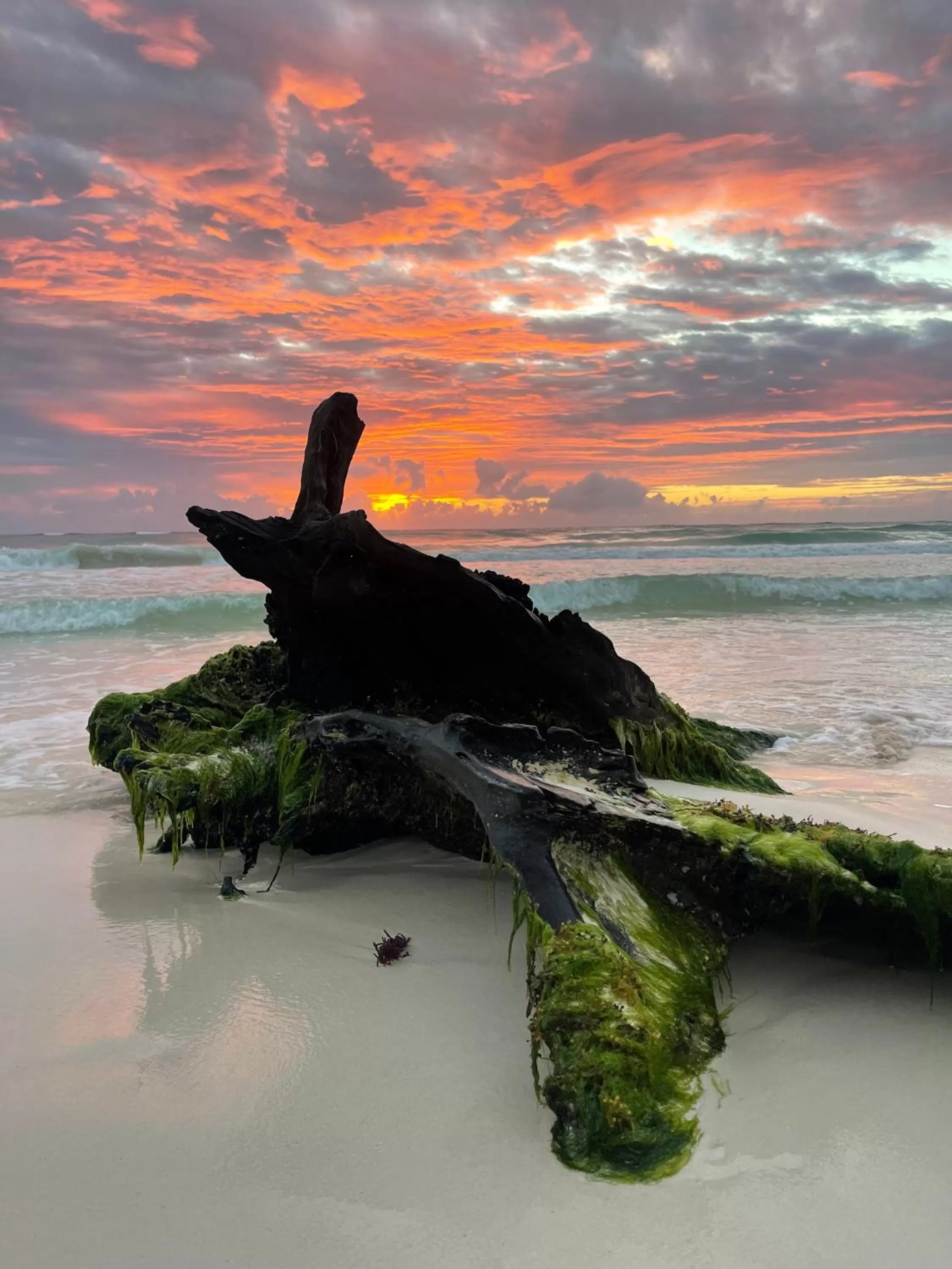 Beach in Sueños Tulum