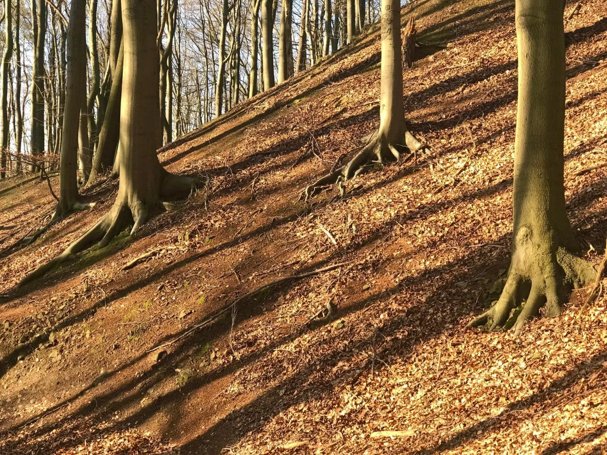 Waldhotel "Peter aufm Berge"