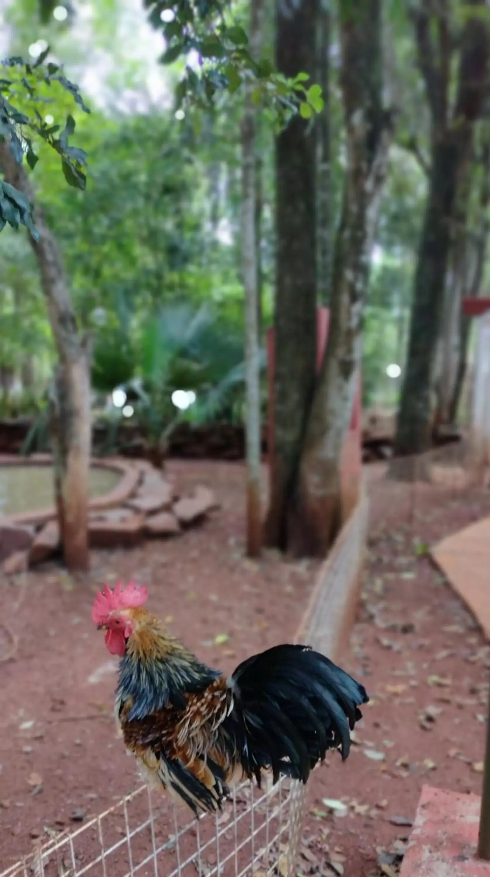 Other Animals in La Cautiva Iguazú Hotel