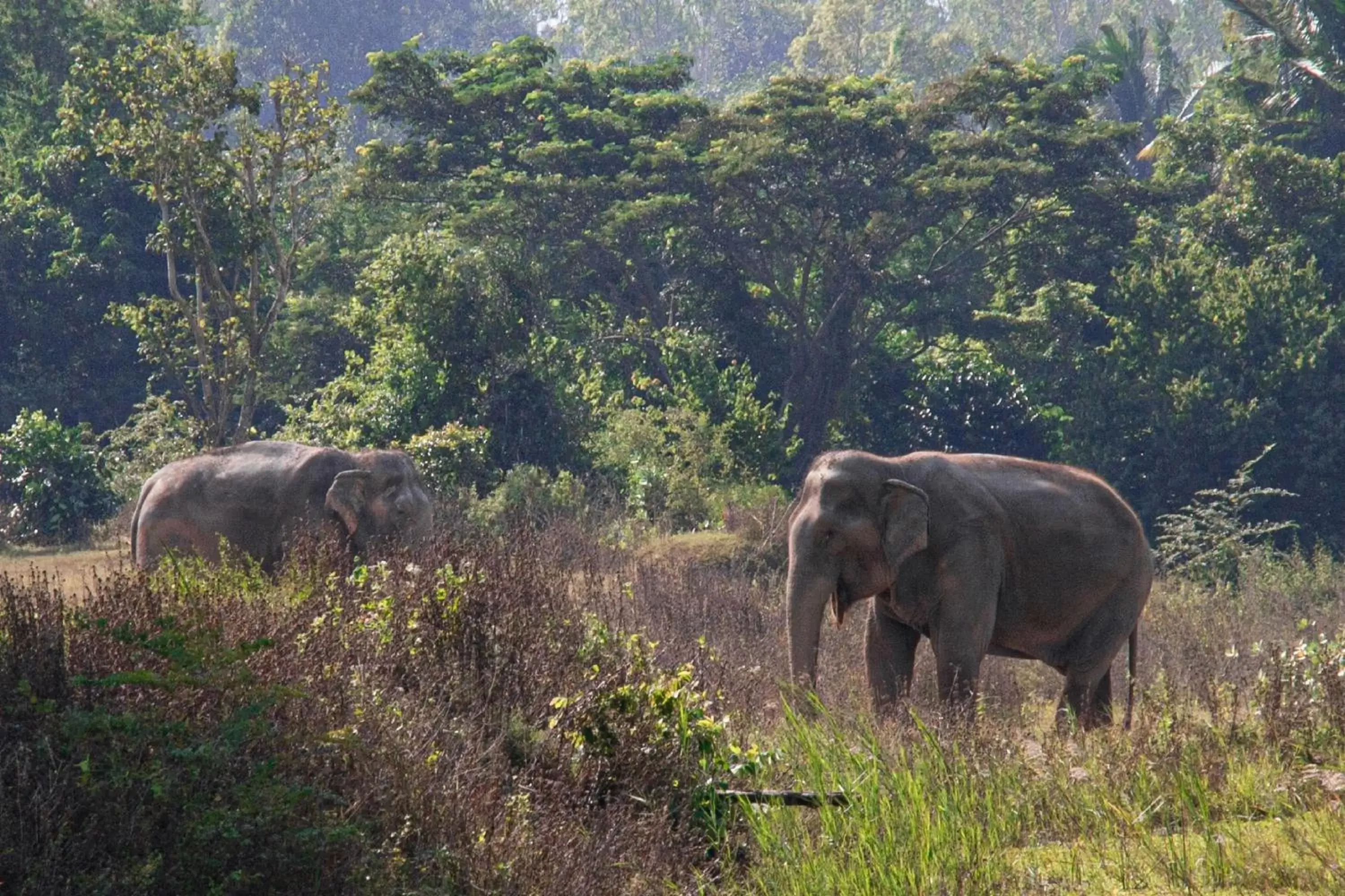 Other, Other Animals in Sheraton Hua Hin Resort & Spa