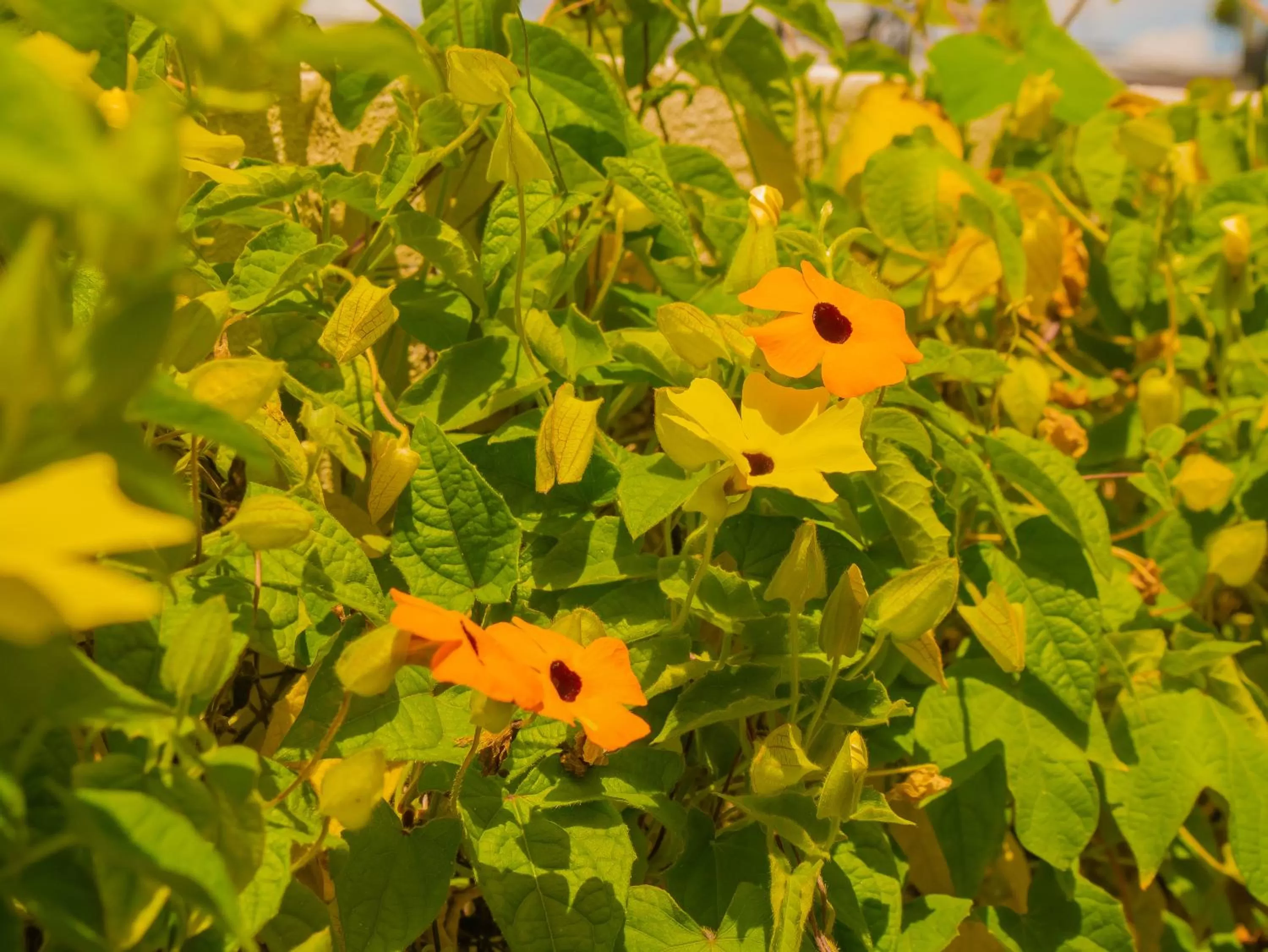 Property building in Hotel Bamboo Aeropuerto