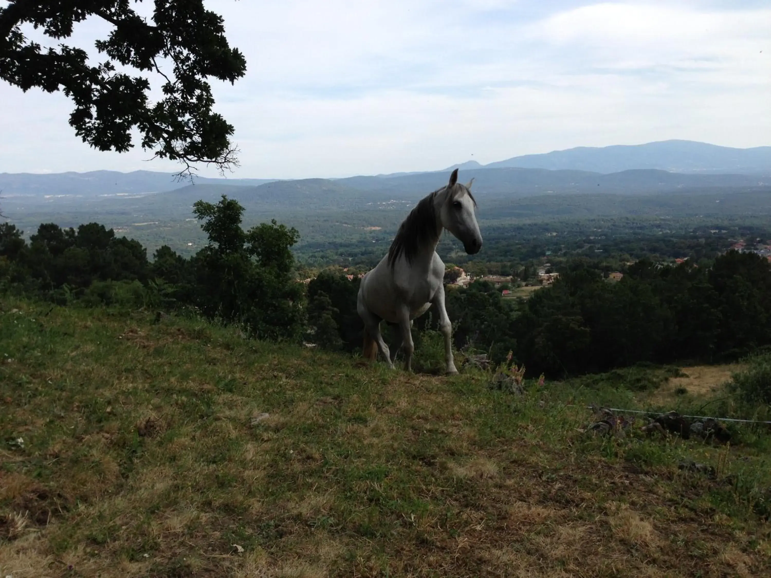 Natural landscape, Other Animals in Hotel La Canela