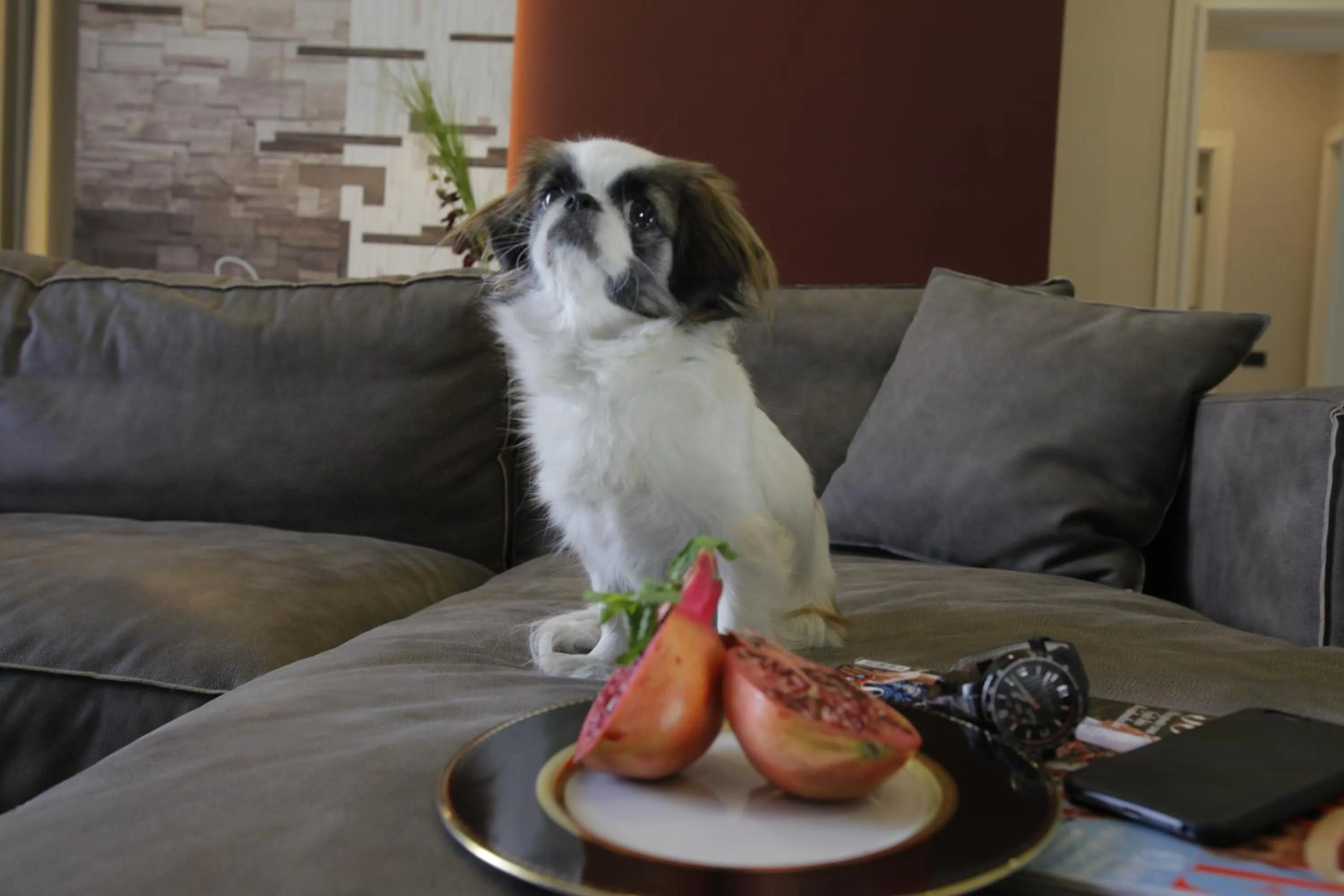 Pets in Zepter Hotel Belgrade, member of Zepter Hotels