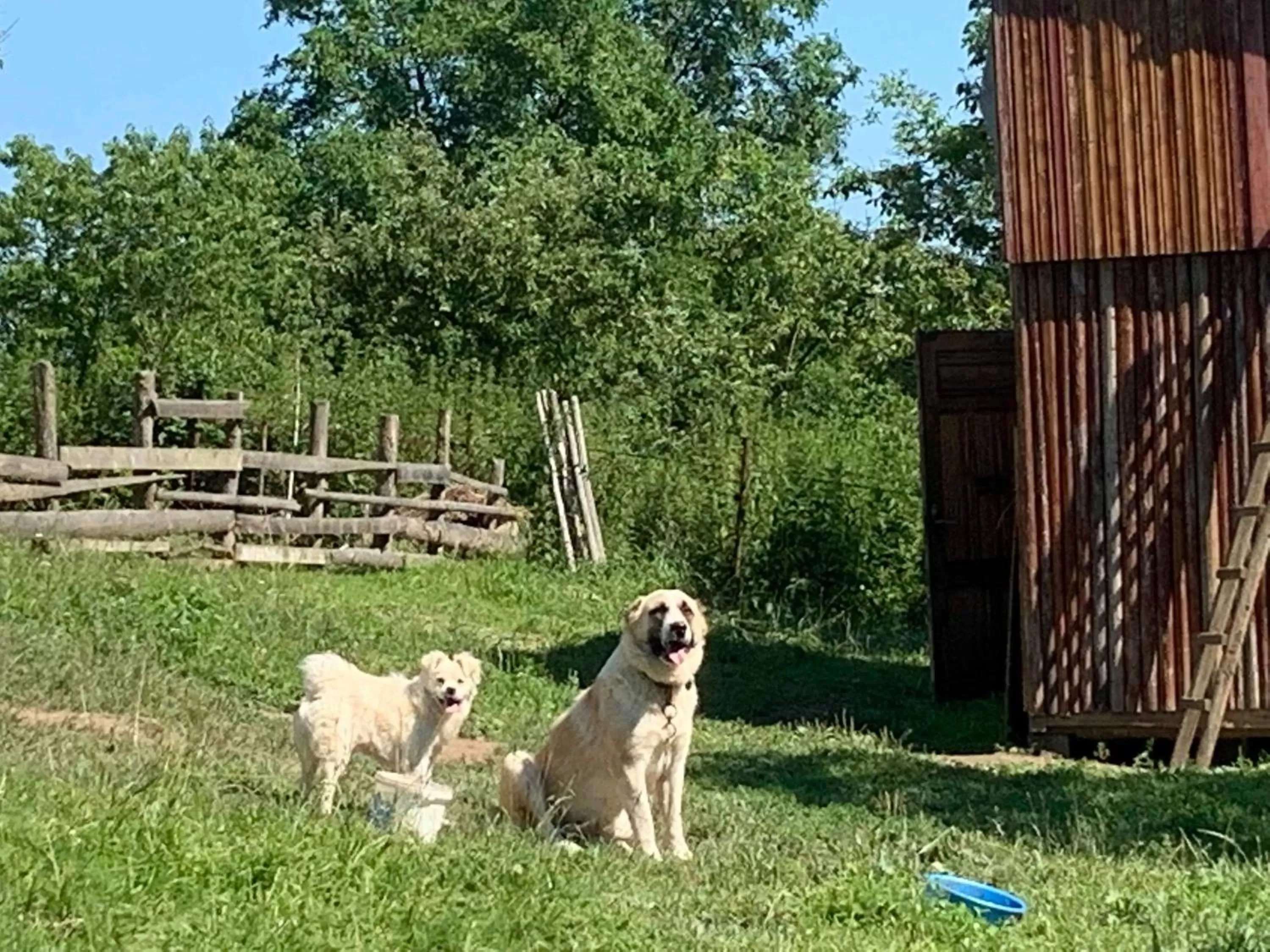 Day, Pets in Pensiunea SilvAnka