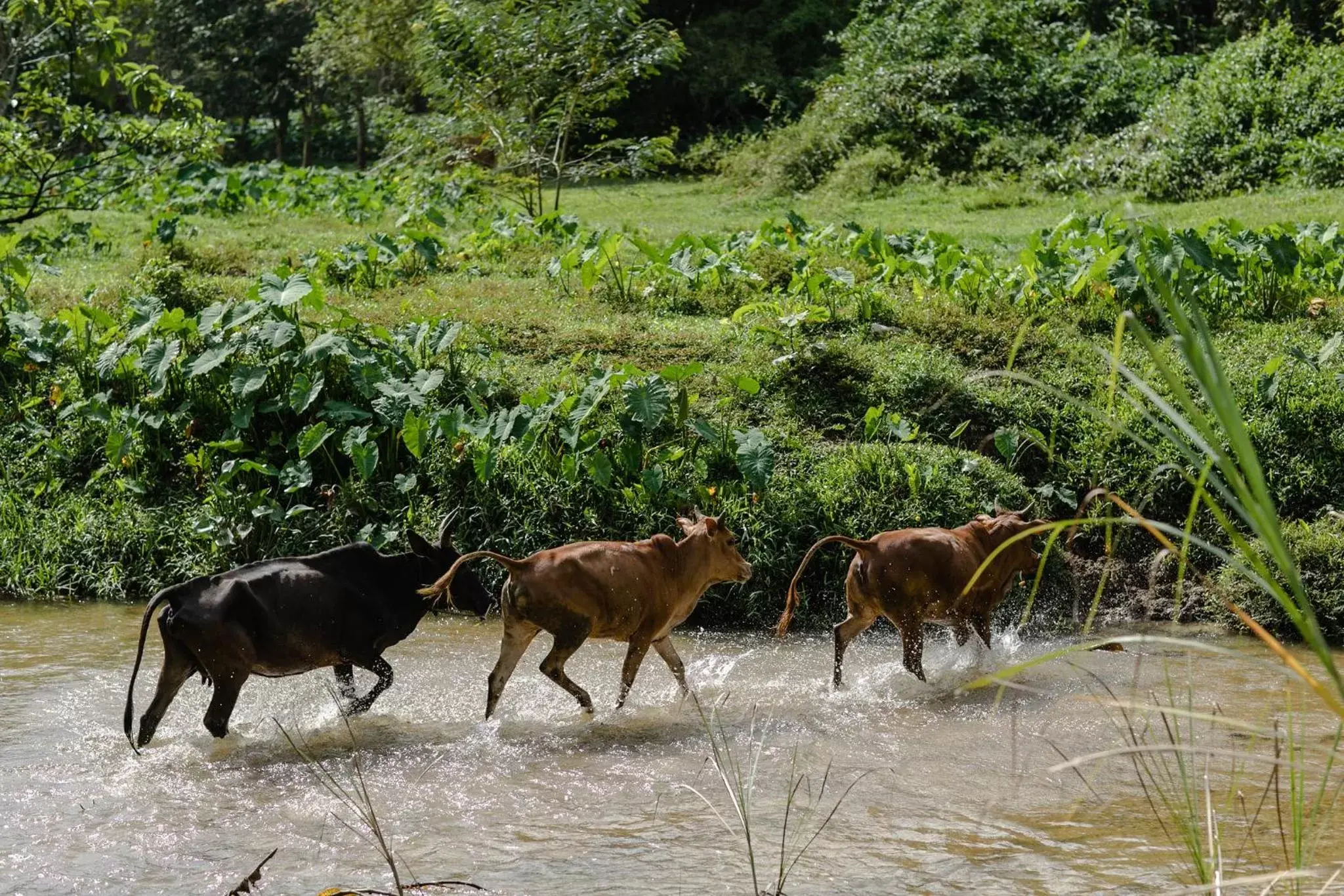 Animals, Other Animals in Kachonghills Tented Resort Trang