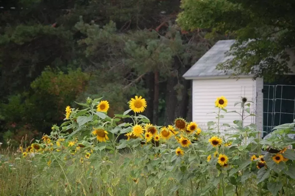 Area and facilities in Clary Lake Bed and Breakfast