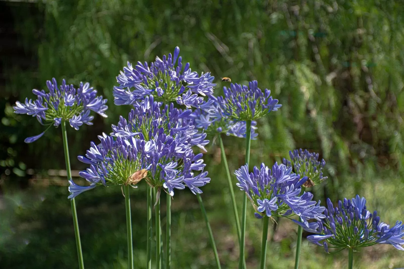 Le Clos des Oliviers 188 chemin du Hameau des Bourges 06650 Le Rouret