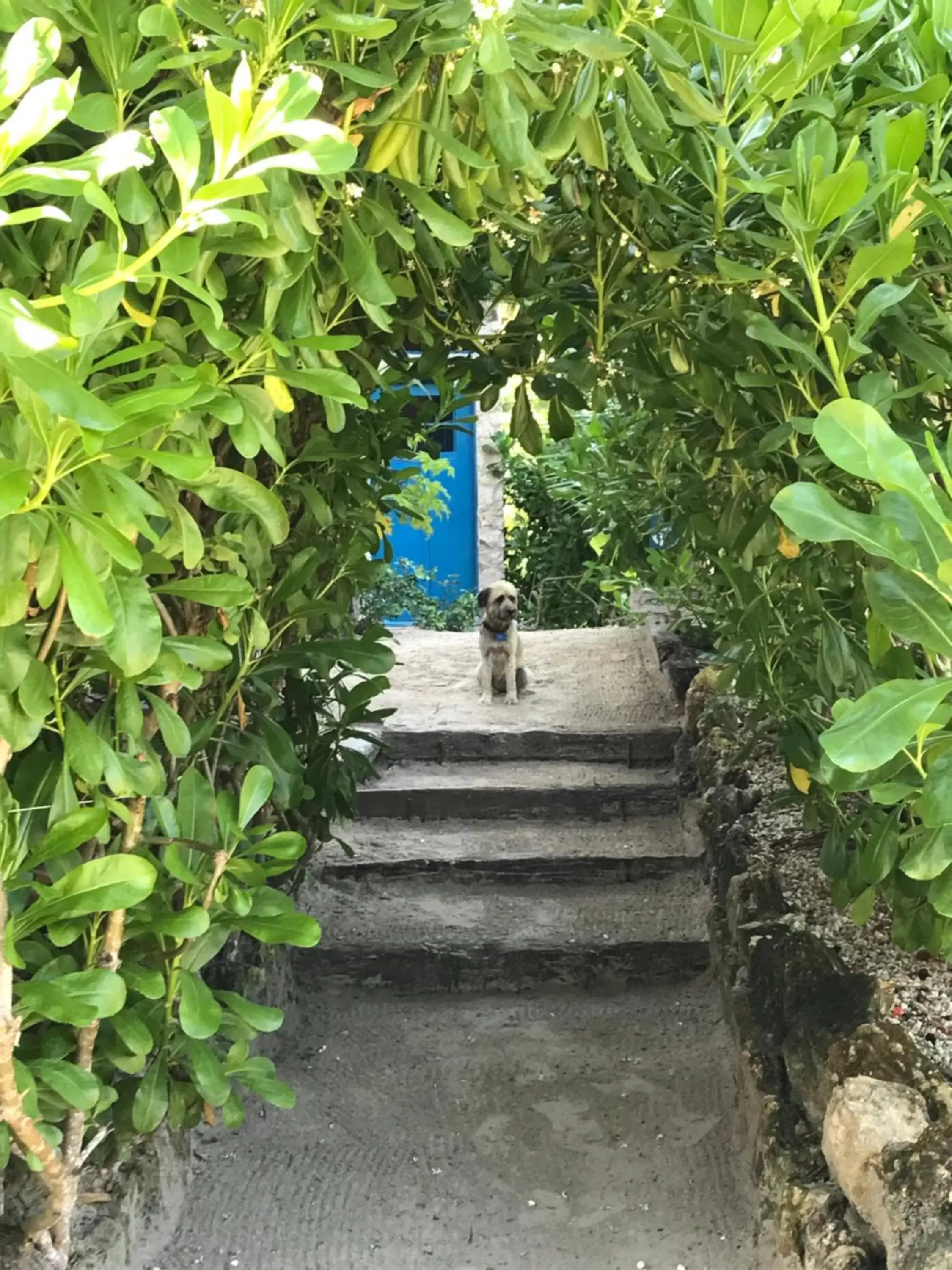 Garden in Casa Mia El Cuyo Eco Beach Boutique Hotel